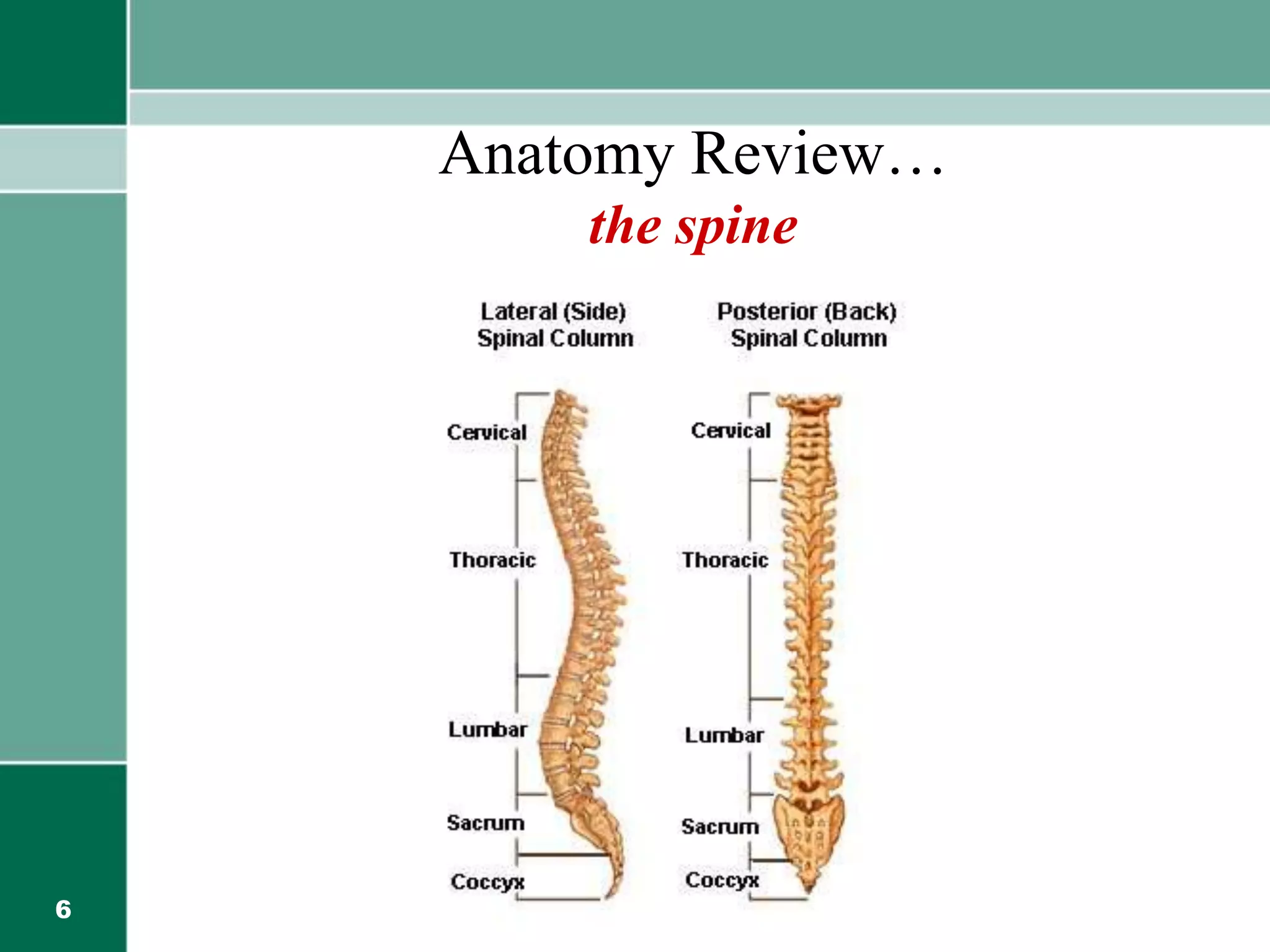 6
Anatomy Review…
the spine
 