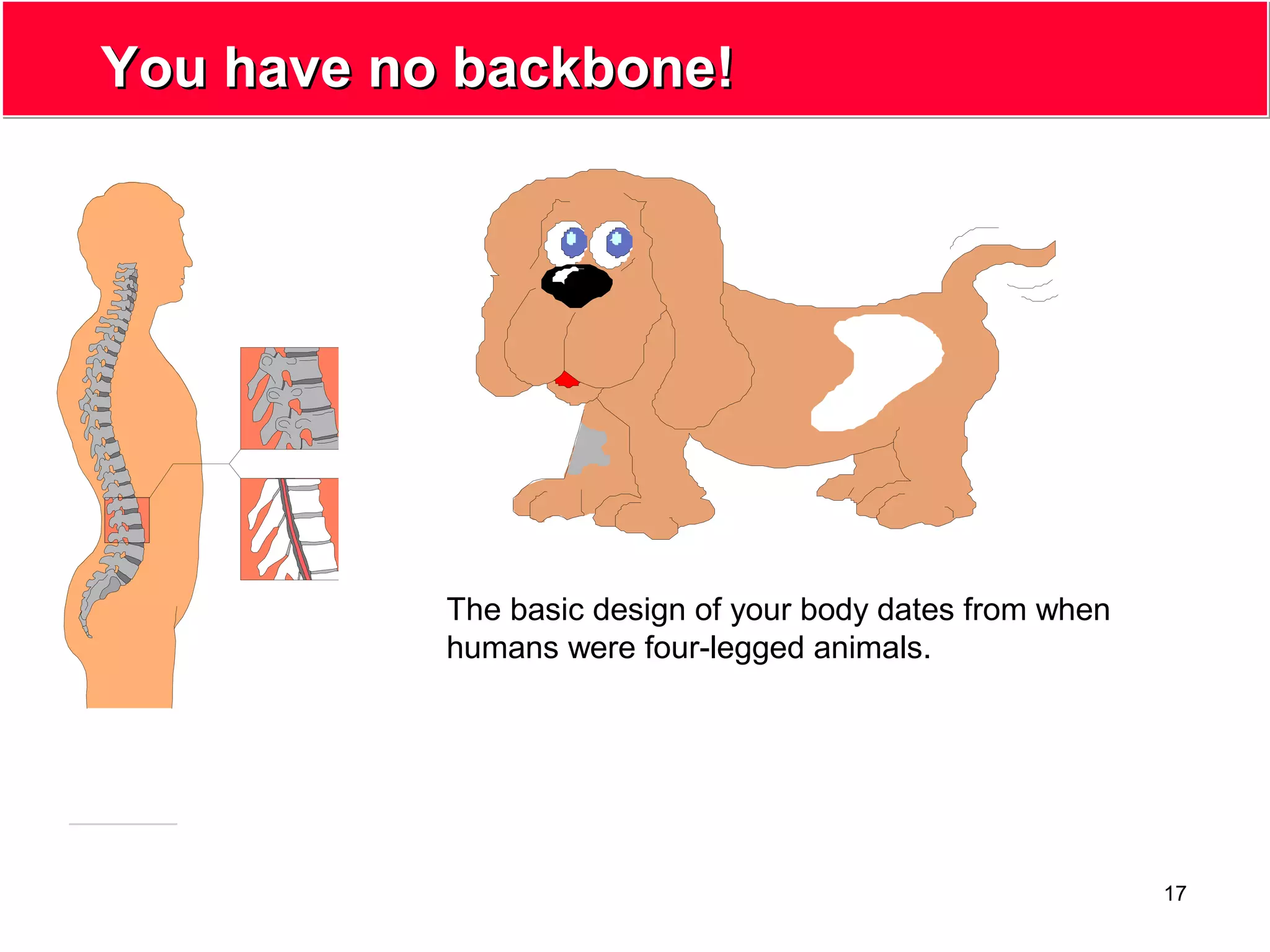 17
You have no backbone!You have no backbone!
The basic design of your body dates from when
humans were four-legged animals.
 