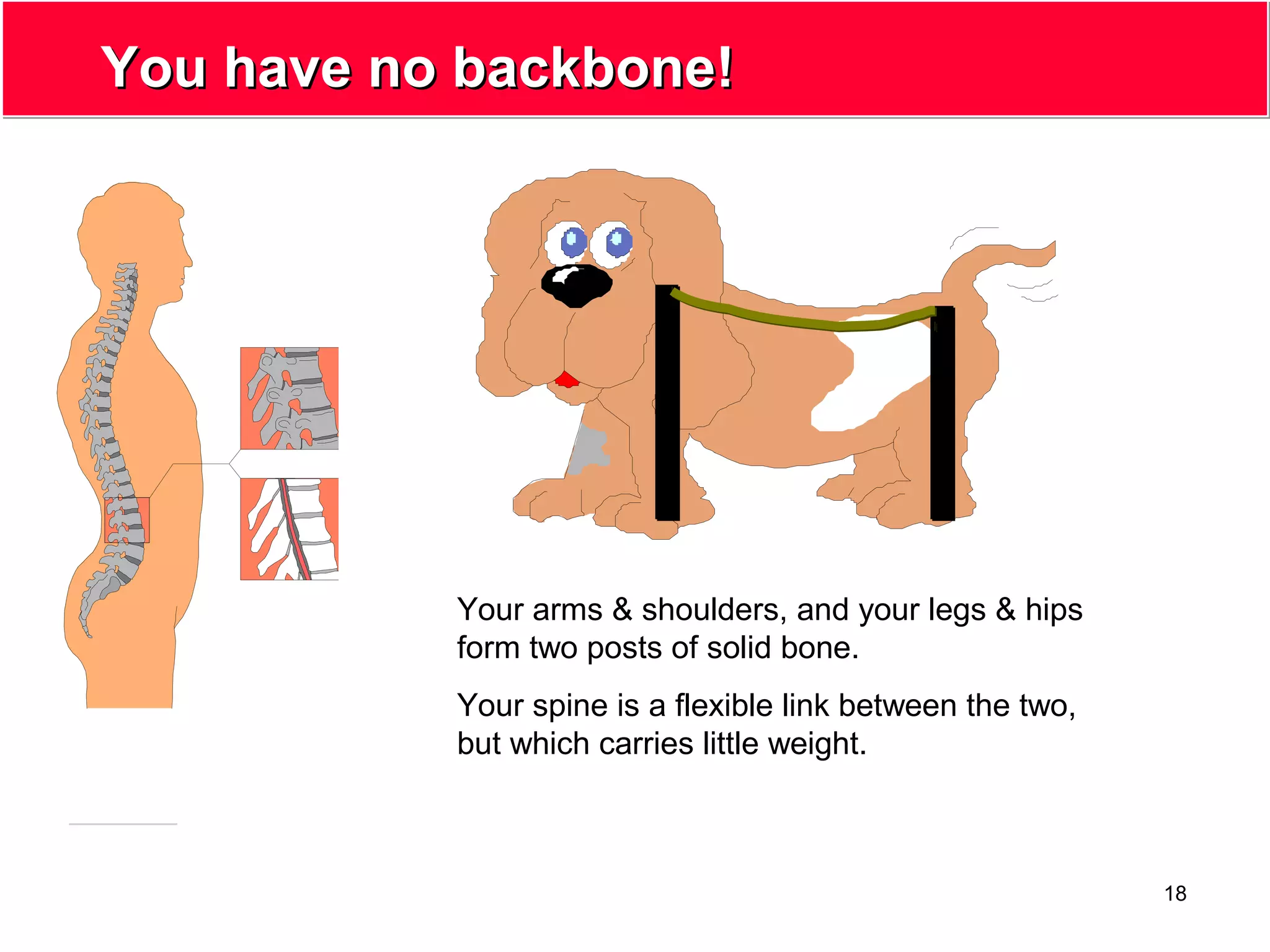18
You have no backbone!You have no backbone!
Your arms & shoulders, and your legs & hips
form two posts of solid bone.
Your spine is a flexible link between the two,
but which carries little weight.
 