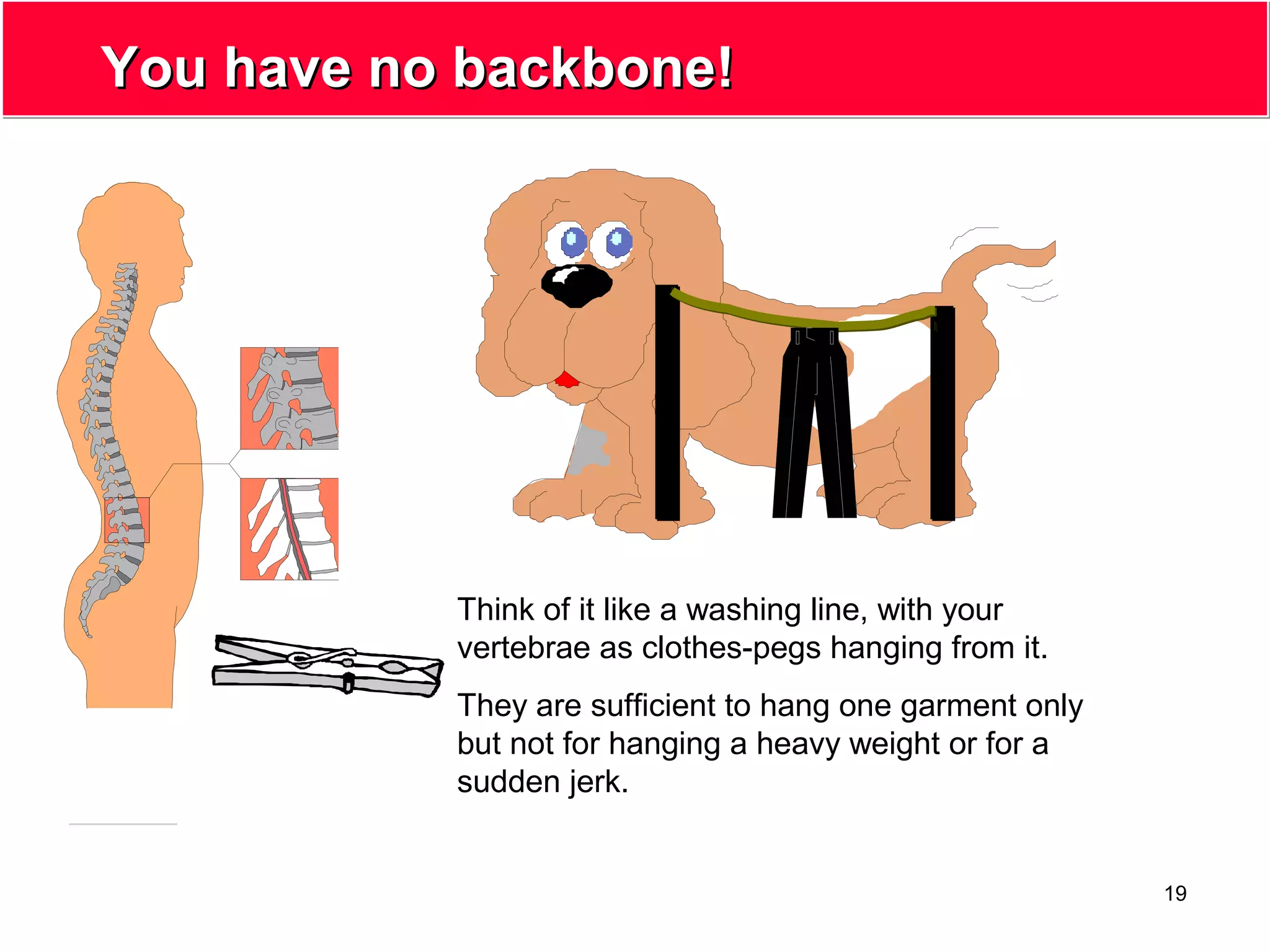 19
You have no backbone!You have no backbone!
Think of it like a washing line, with your
vertebrae as clothes-pegs hanging from it.
They are sufficient to hang one garment only
but not for hanging a heavy weight or for a
sudden jerk.
 