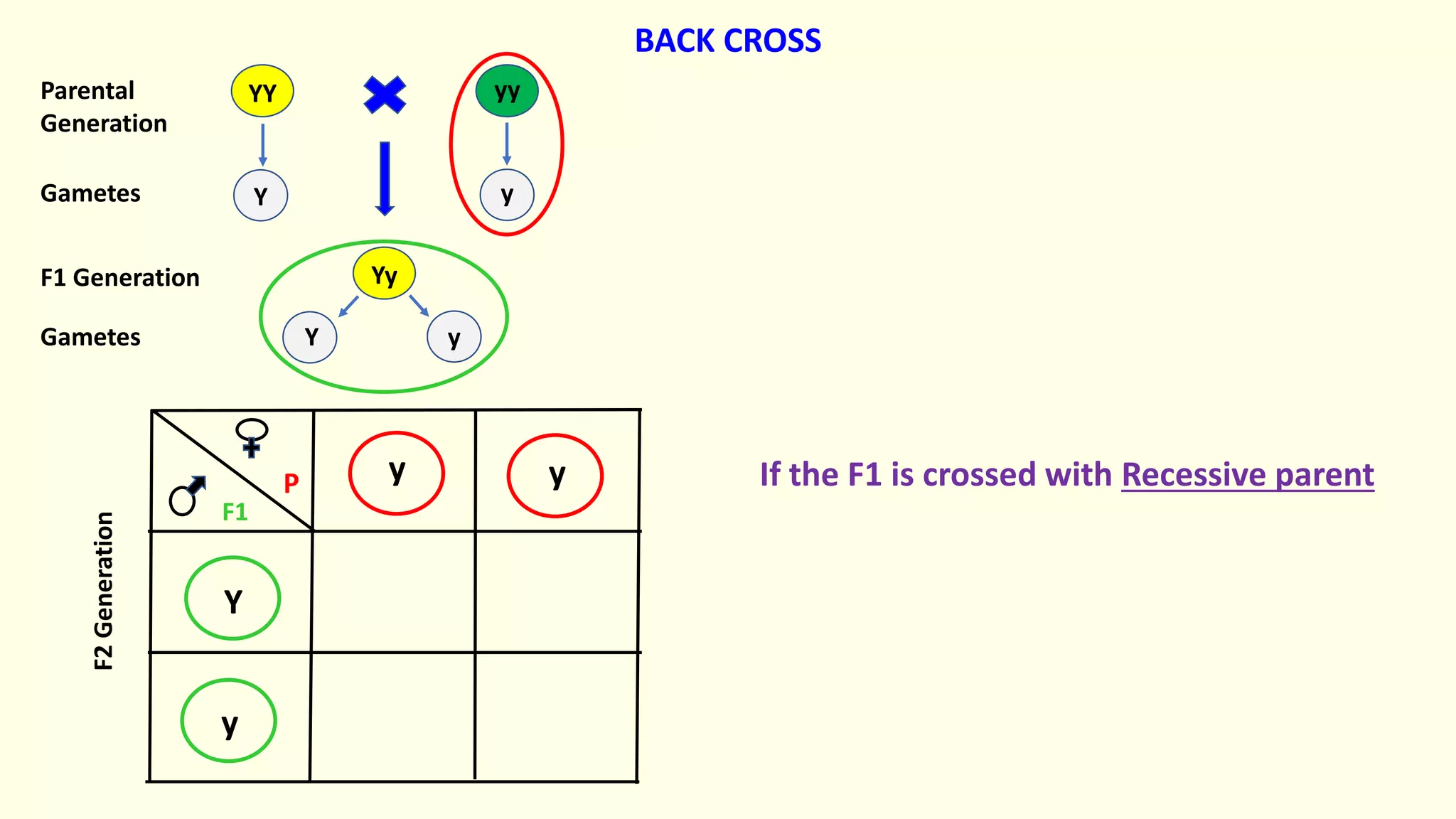 Yy
yy
YY
y y
Y
y
Y y
Y y
Parental
Generation
Gametes
F1 Generation
Gametes
F2
Generation
If the F1 is crossed with Recessive parent
BACK CROSS
F1
P
 