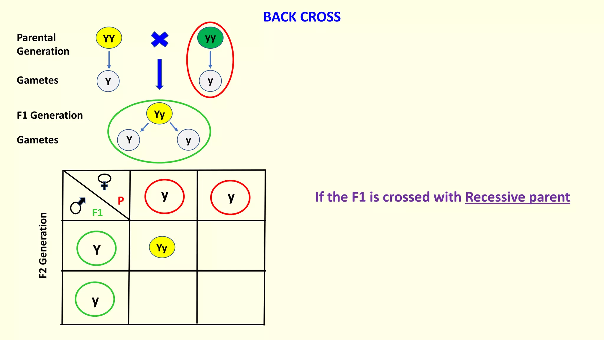 Yy
yy
YY
y y
Y
y
Yy
Y y
Y y
Parental
Generation
Gametes
F1 Generation
Gametes
F2
Generation
If the F1 is crossed with Recessive parent
BACK CROSS
F1
P
 