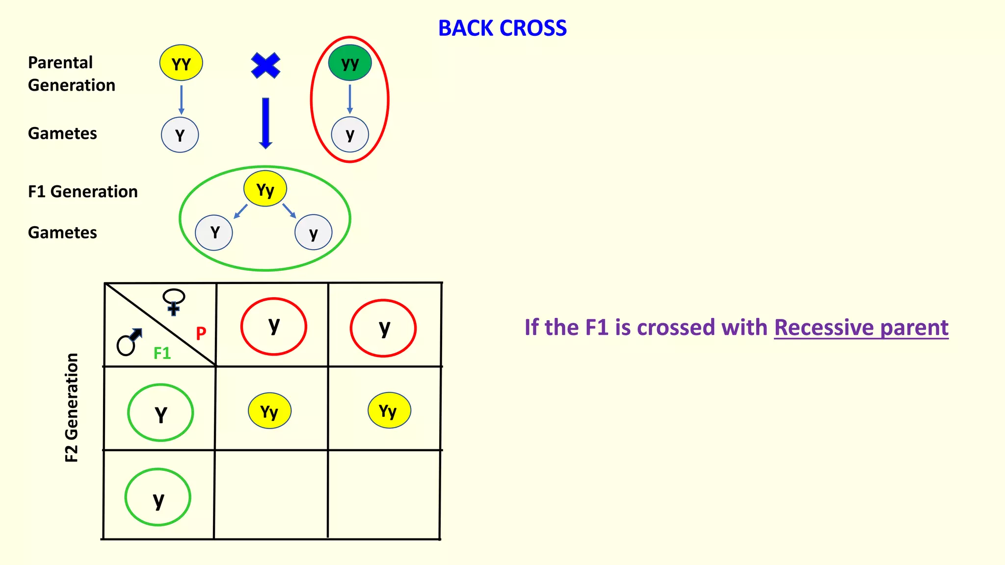 Yy
yy
YY
y y
Y
y
Yy Yy
Y y
Y y
Parental
Generation
Gametes
F1 Generation
Gametes
F2
Generation
If the F1 is crossed with Recessive parent
BACK CROSS
F1
P
 