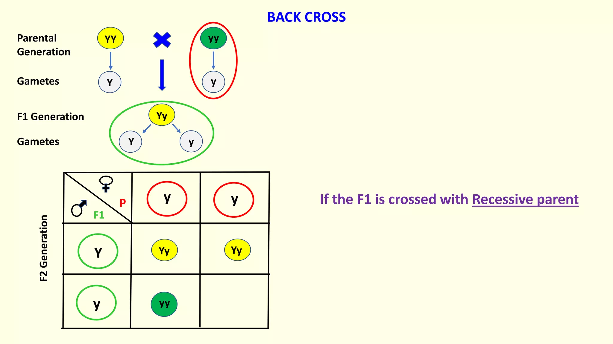 Yy
yy
YY
y y
Y
y
Yy Yy
yy
Y y
Y y
Parental
Generation
Gametes
F1 Generation
Gametes
F2
Generation
If the F1 is crossed with Recessive parent
BACK CROSS
F1
P
 