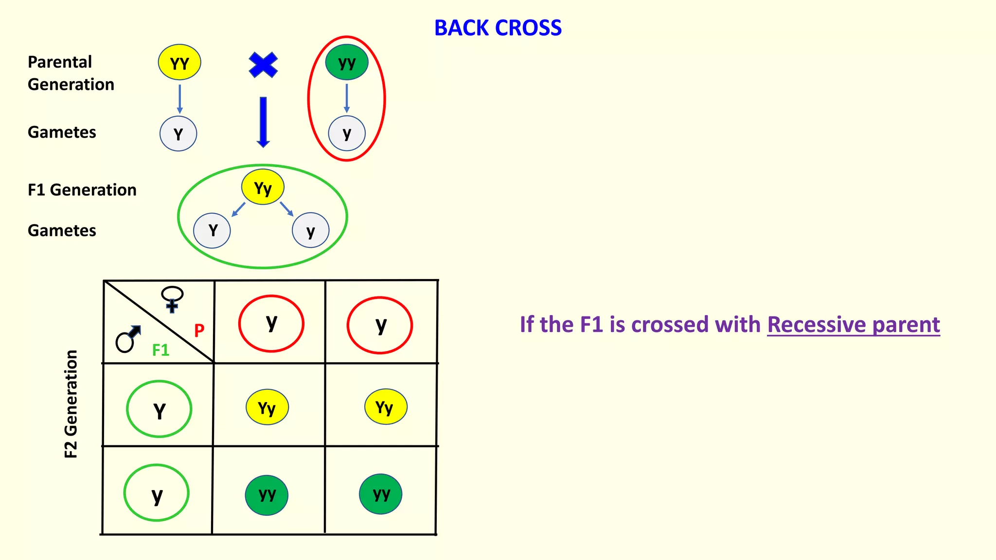 Yy
yy
YY
y y
Y
y
Yy Yy
yy
Y y
Y y
Parental
Generation
Gametes
F1 Generation
Gametes
F2
Generation
If the F1 is crossed with Recessive parent
BACK CROSS
yy
F1
P
 