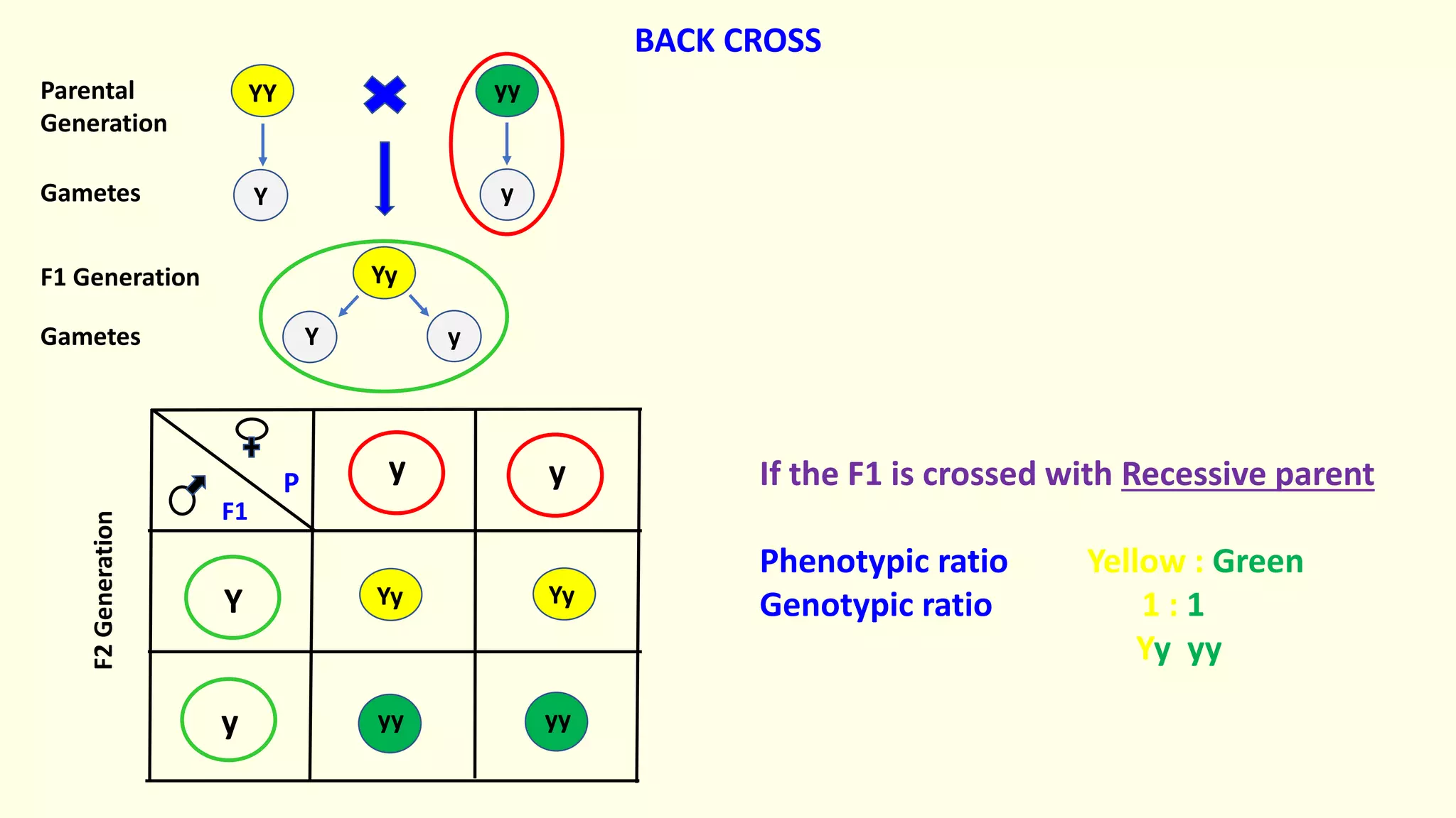 Yy
yy
YY
y y
Y
y
Yy Yy
yy
Y y
Y y
Parental
Generation
Gametes
F1 Generation
Gametes
F2
Generation
If the F1 is crossed with Recessive parent
Phenotypic ratio Yellow : Green
Genotypic ratio 1 : 1
Yy yy
BACK CROSS
yy
F1
P
 