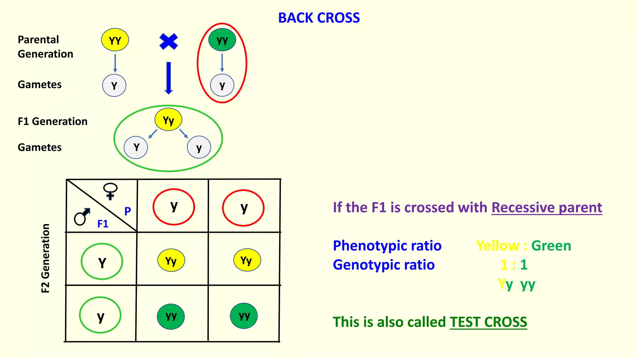 Yy
yy
YY
y y
Y
y
Yy Yy
yy
Y y
Y y
Parental
Generation
Gametes
F1 Generation
Gametes
F2
Generation
If the F1 is crossed with Recessive parent
Phenotypic ratio Yellow : Green
Genotypic ratio 1 : 1
Yy yy
This is also called TEST CROSS
BACK CROSS
yy
F1
P
 