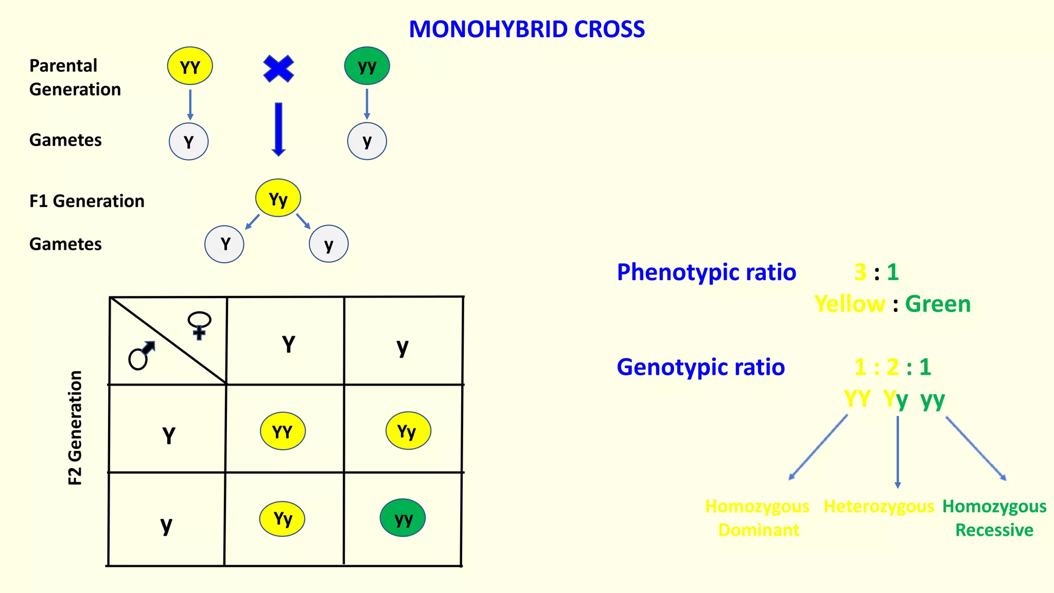 Yy
yy
YY
Y y
Y
y
YY Yy
Yy yy
Y y
Y y
Parental
Generation
Gametes
F1 Generation
Gametes
F2
Generation
Phenotypic ratio 3 : 1
Yellow : Green
Genotypic ratio 1 : 2 : 1
YY Yy yy
Homozygous Heterozygous Homozygous
Dominant Recessive
MONOHYBRID CROSS
 