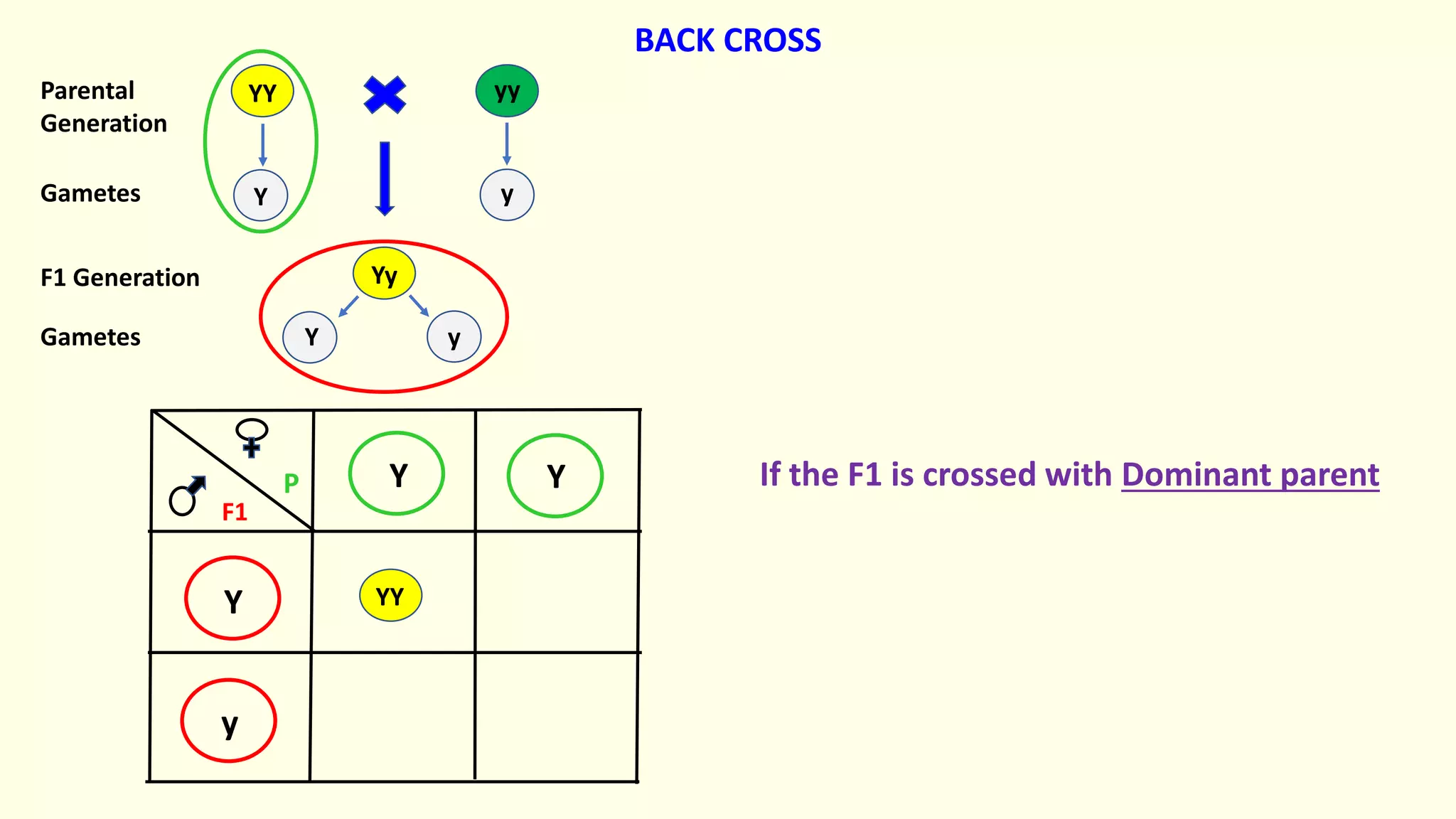 Yy
yy
YY
Y Y
Y
y
YY
Y y
Y y
Parental
Generation
Gametes
F1 Generation
Gametes
BACK CROSS
F1
P If the F1 is crossed with Dominant parent
 