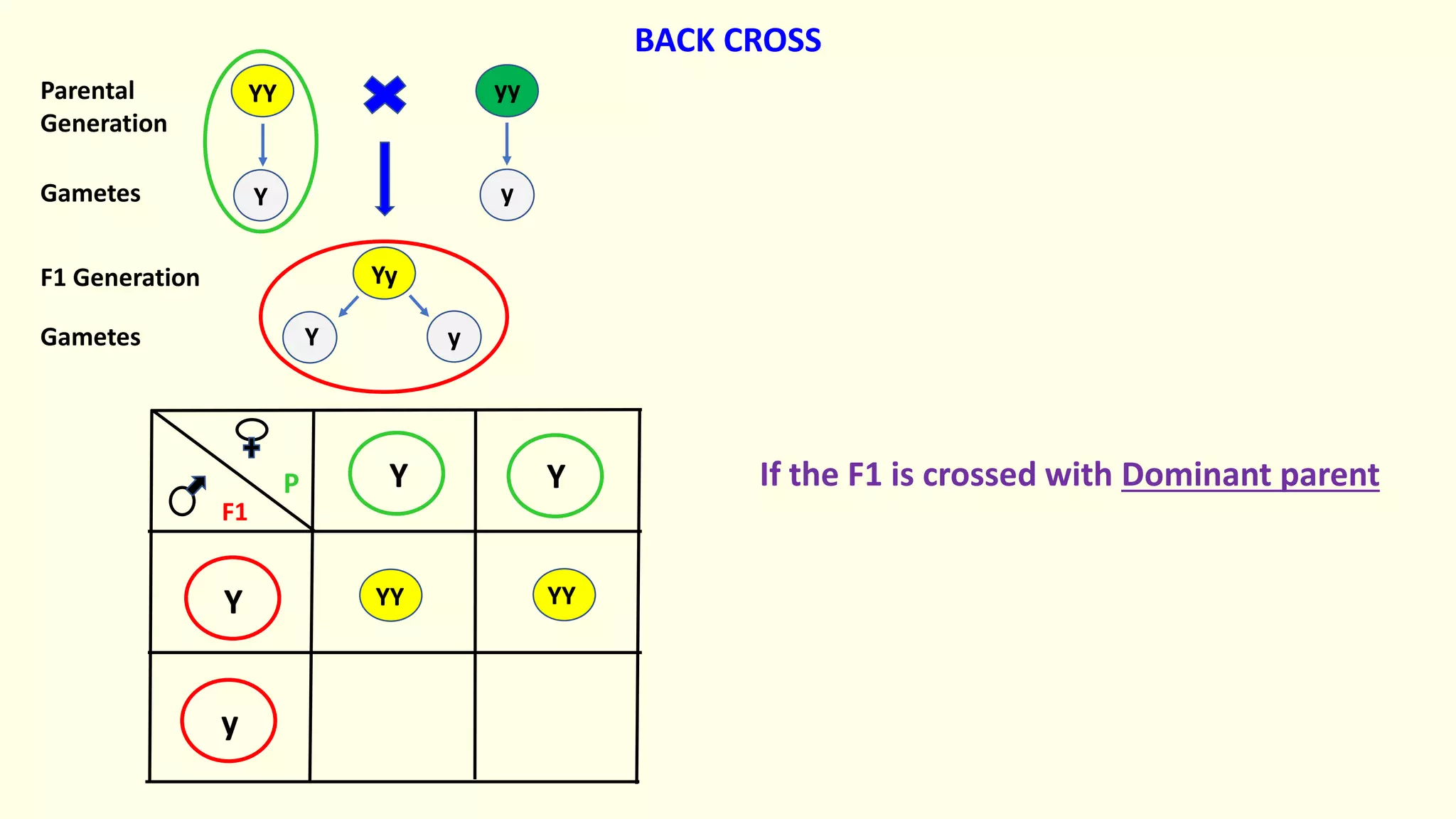 Yy
yy
YY
Y Y
Y
y
YY YY
Y y
Y y
Parental
Generation
Gametes
F1 Generation
Gametes
BACK CROSS
F1
P If the F1 is crossed with Dominant parent
 