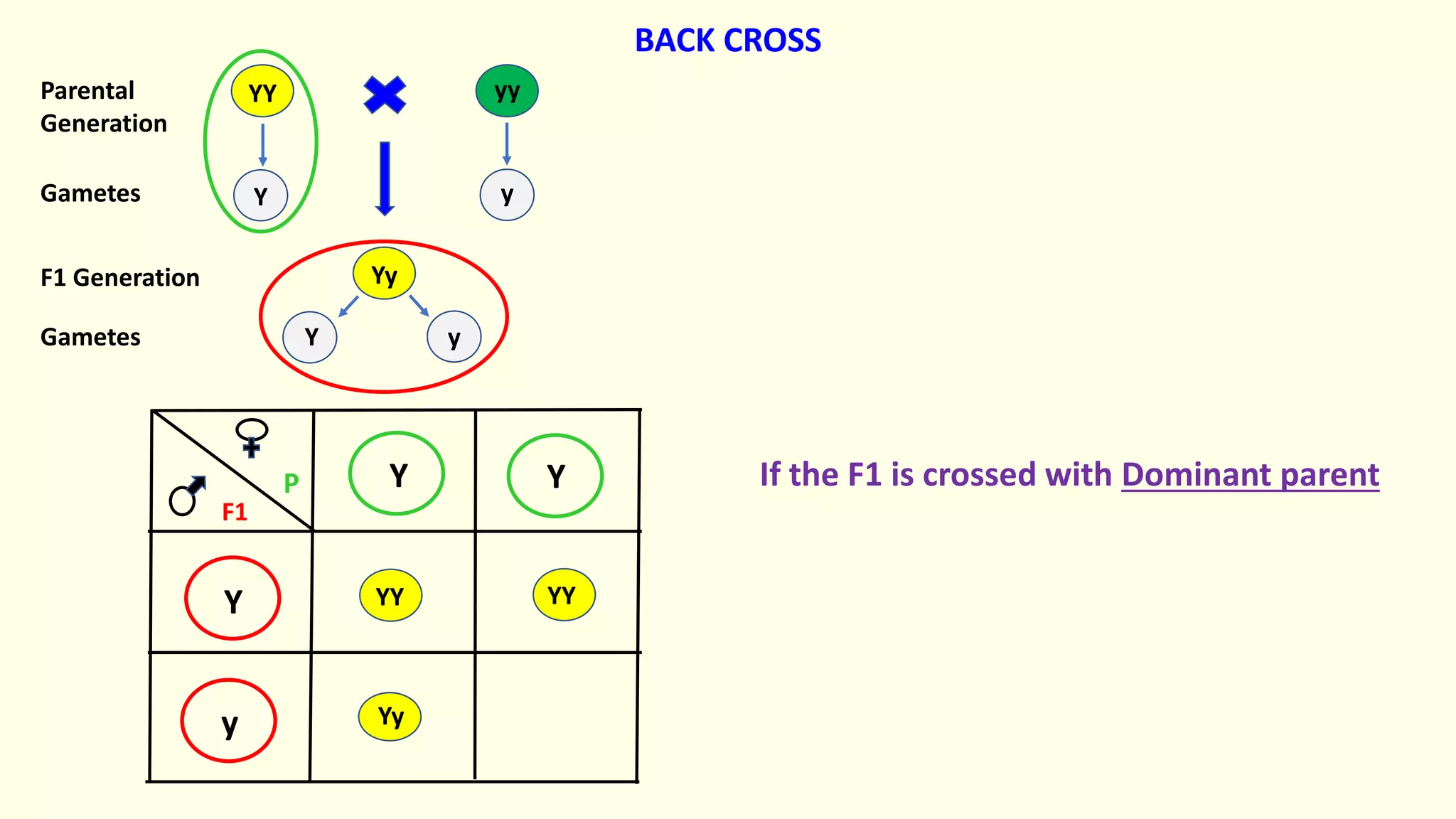 Yy
yy
YY
Y Y
Y
y
YY YY
Yy
Y y
Y y
Parental
Generation
Gametes
F1 Generation
Gametes
BACK CROSS
F1
P If the F1 is crossed with Dominant parent
 