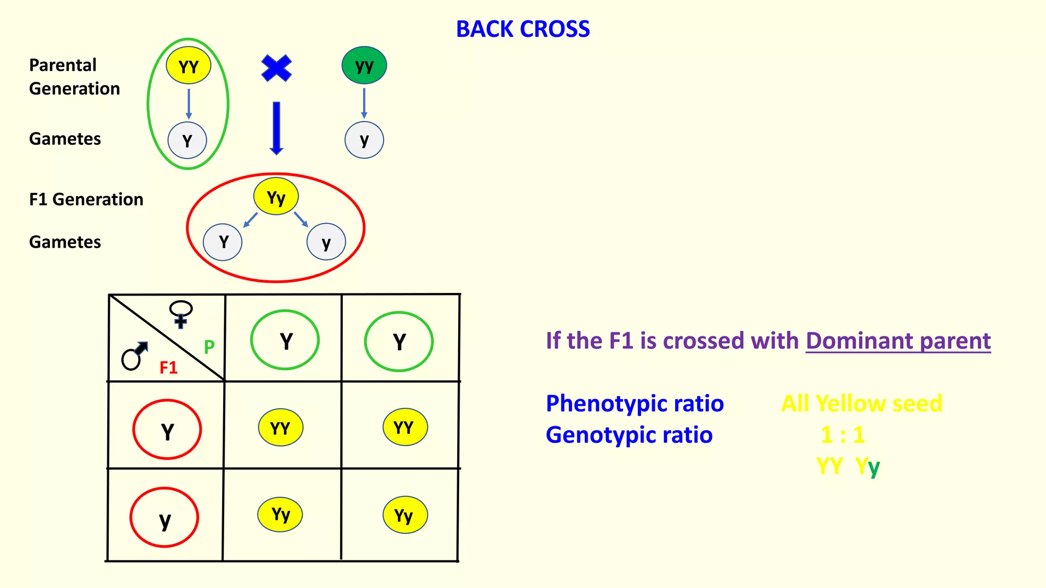Yy
yy
YY
Y Y
Y
y
YY YY
Yy
Y y
Y y
Parental
Generation
Gametes
F1 Generation
Gametes
BACK CROSS
Yy
F1
P If the F1 is crossed with Dominant parent
Phenotypic ratio All Yellow seed
Genotypic ratio 1 : 1
YY Yy
 