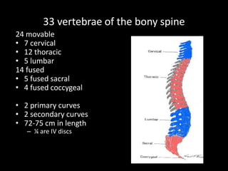 33 vertebrae of the bony spine
24 movable
• 7 cervical
• 12 thoracic
• 5 lumbar
14 fused
• 5 fused sacral
• 4 fused coccygeal
• 2 primary curves
• 2 secondary curves
• 72-75 cm in length
– ¼ are IV discs
 