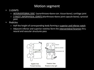 Motion segment
• 3 JOINTS
– INTERVERTEBRAL DISC- (synarthroses=bone-con. tissue-bone); cartilage joint
– 2 FACET /APOPHYSEAL JOINTS (diarthroses=bone-joint capsule-bone); synovial
joint
• Pedicles
– Half the height of corresponding body forming a superior and inferior notch
– Adjacent inferior and superior notches form the intervertebral foramen thru
neural and vascular structures pass
 
