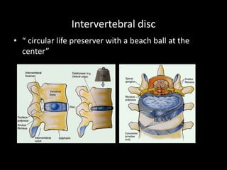 Intervertebral disc
• “ circular life preserver with a beach ball at the
center”
 