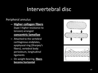 Intervertebral disc
Peripheral annulus
– Higher collagen fibers
(type I-higher resistance to
tension) arranged
concentric lamellae
– Attached to the vertebral
cartilaginous endplates,
epiphyseal ring (Sharpey’s
fibers), vertebral body
periosteum, longitudinal
ligaments
– On weight-bearing, fibers
become horizontal
47
 