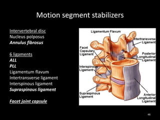 Motion segment stabilizers
Intervertebral disc
Nucleus polposus
Annulus fibrosus
6 ligaments
ALL
PLL
Ligamentum flavum
Intertransverse ligament
Interspinous ligament
Supraspinous ligament
Facet joint capsule
48
 