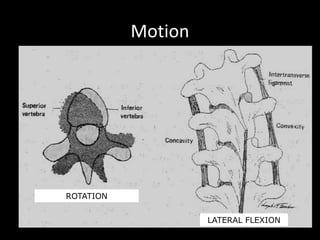 Motion
ROTATION
LATERAL FLEXION
 