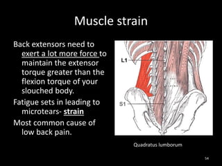 Muscle strain
Back extensors need to
exert a lot more force to
maintain the extensor
torque greater than the
flexion torque of your
slouched body.
Fatigue sets in leading to
microtears- strain
Most common cause of
low back pain.
54
Quadratus lumborum
 