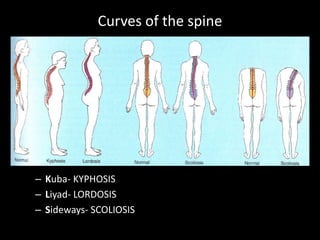 Curves of the spine
– Kuba- KYPHOSIS
– Liyad- LORDOSIS
– Sideways- SCOLIOSIS
 