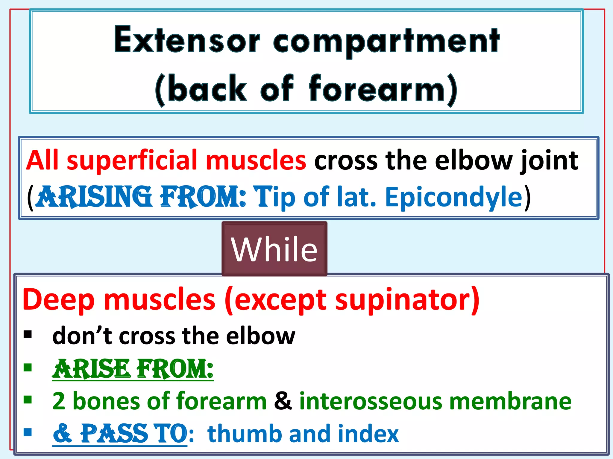 10
All superficial muscles cross the elbow joint
(arising from: Tip of lat. Epicondyle)
Deep muscles (except supinator)
 don’t cross the elbow
 Arise from:
 2 bones of forearm & interosseous membrane
 & pass to: thumb and index
While
 