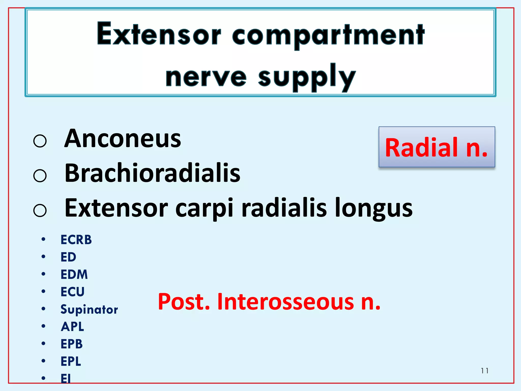 11
o Anconeus
o Brachioradialis
o Extensor carpi radialis longus
Radial n.
• ECRB
• ED
• EDM
• ECU
• Supinator
• APL
• EPB
• EPL
• EI
Post. Interosseous n.
 