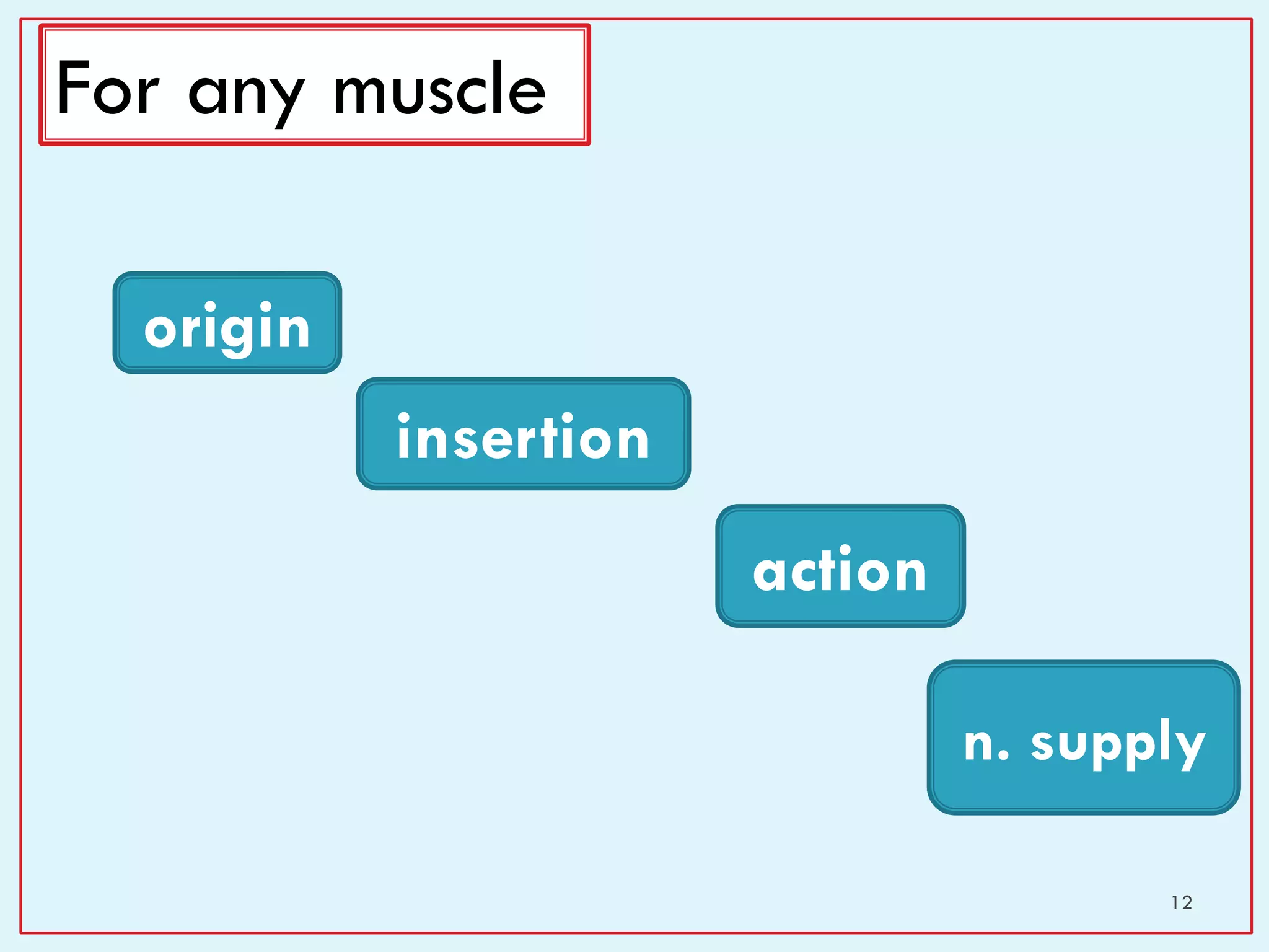 12
For any muscle
origin
insertion
action
n. supply
 