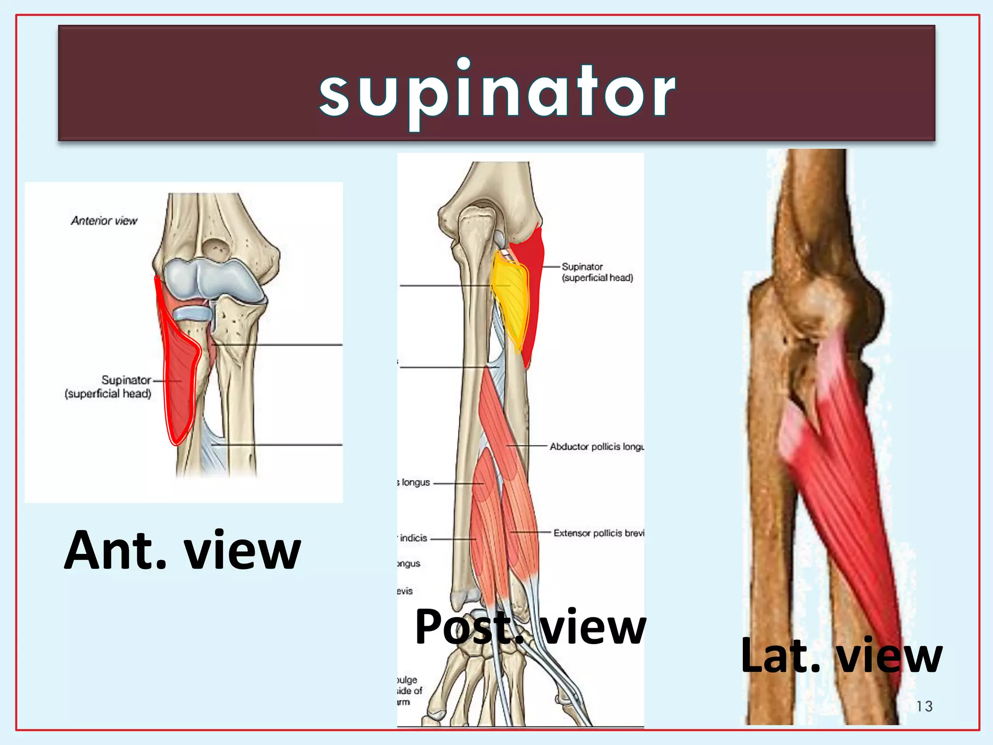 13
Ant. view
Post. view
Lat. view
 
