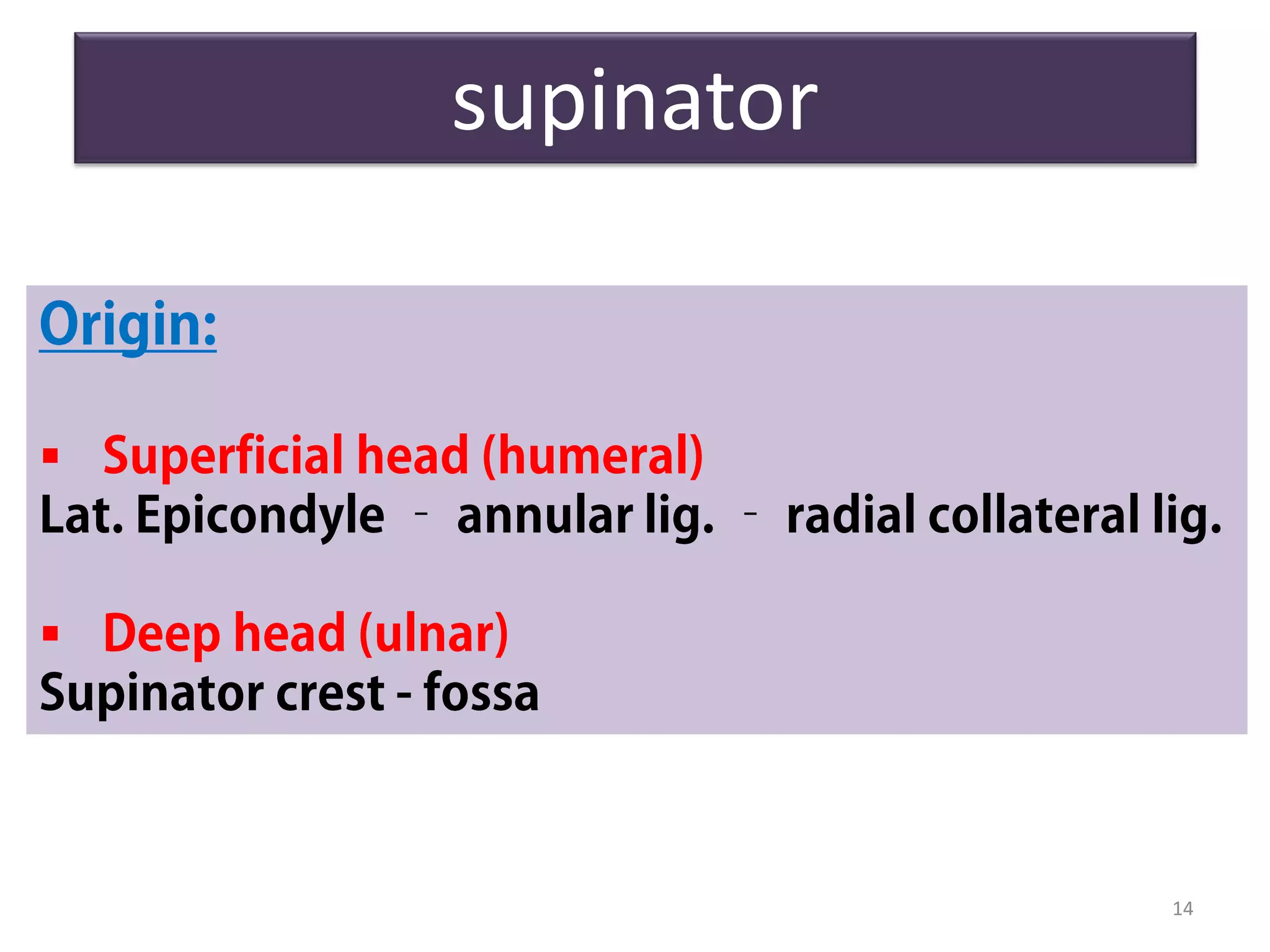 supinator
14


 