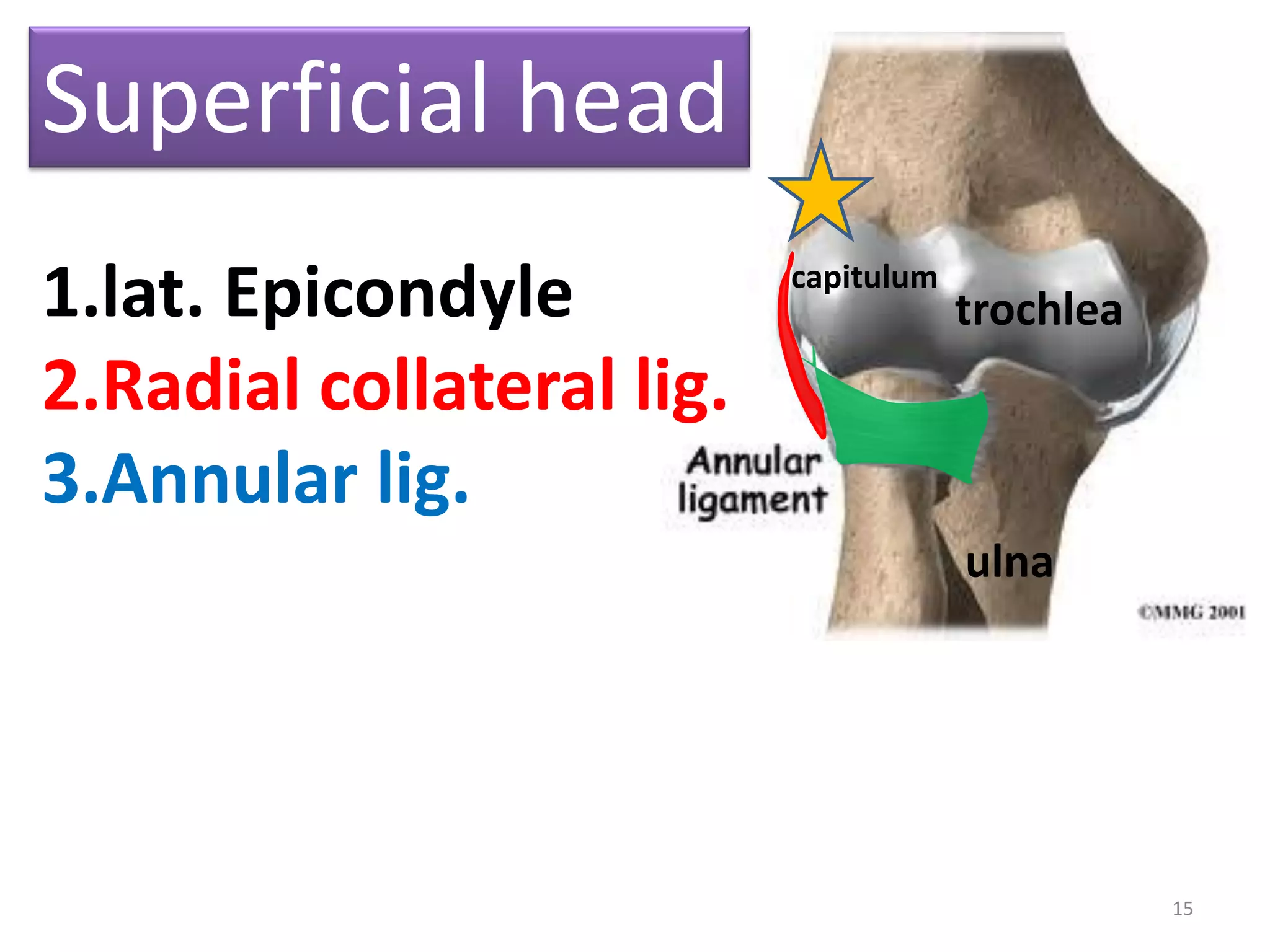 15
Superficial head
1.lat. Epicondyle
2.Radial collateral lig.
3.Annular lig.
trochlea
capitulum
ulna
 