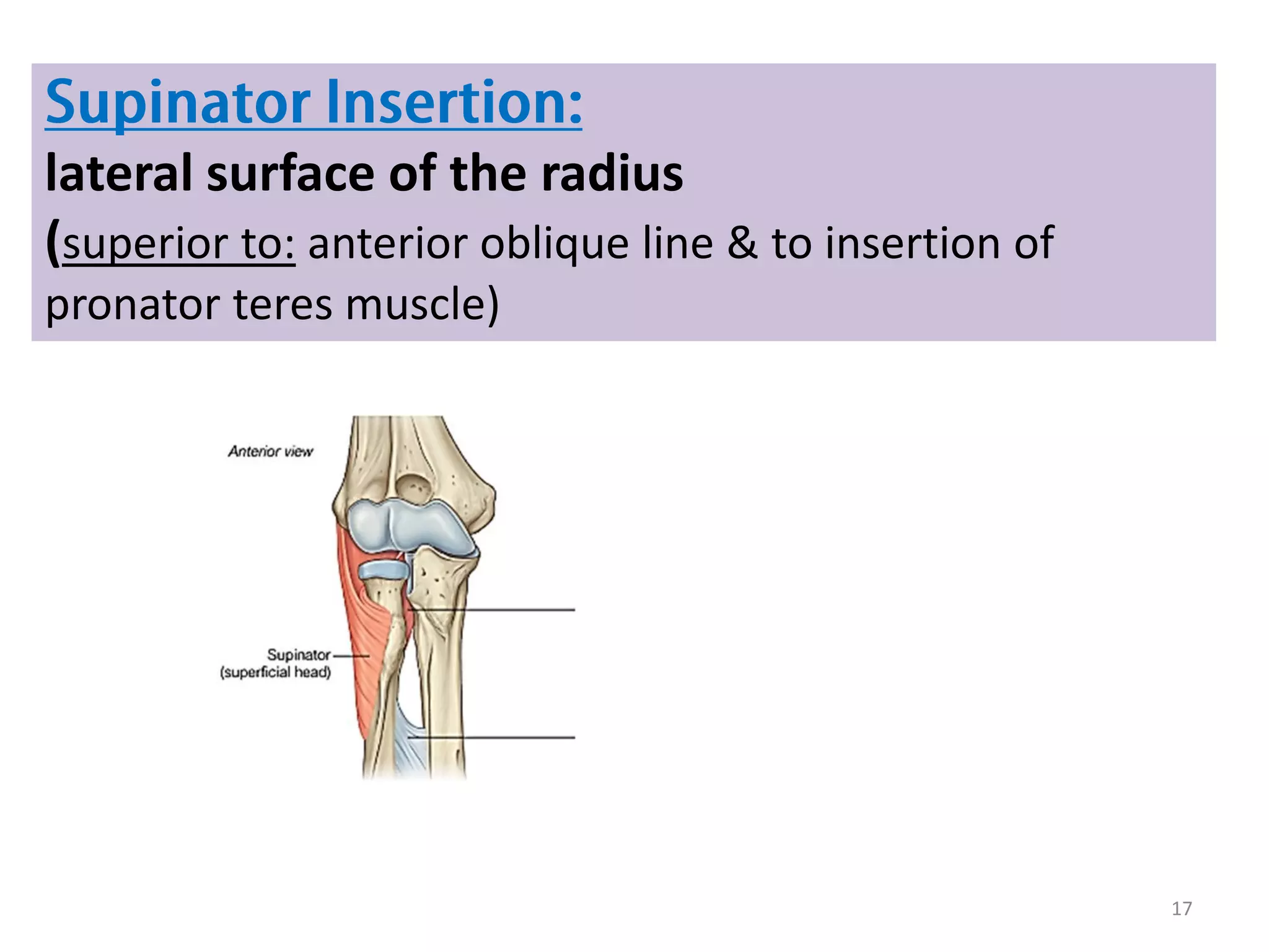 17
lateral surface of the radius
(superior to: anterior oblique line & to insertion of
pronator teres muscle)
 