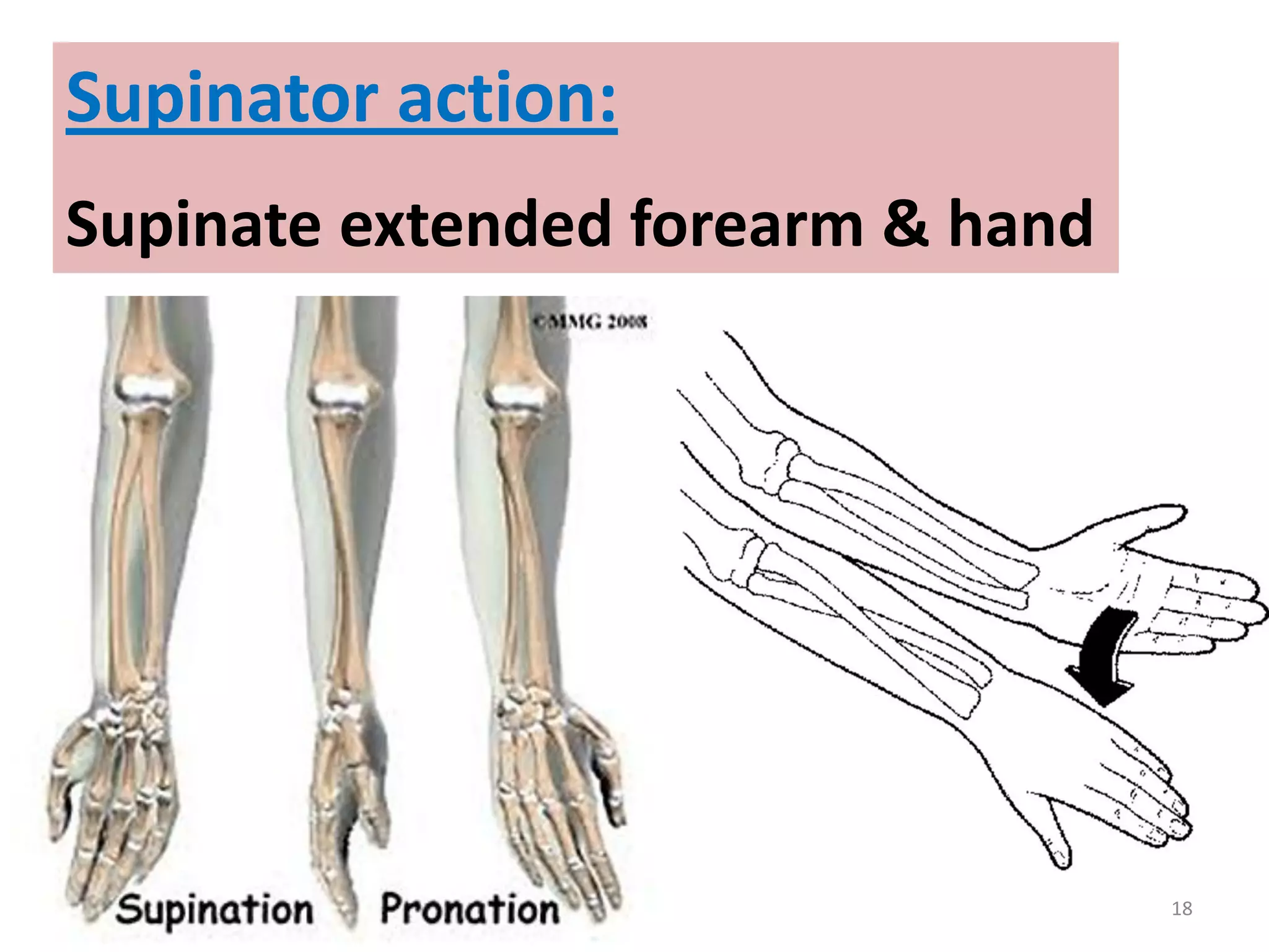 18
Supinator action:
Supinate extended forearm & hand
 