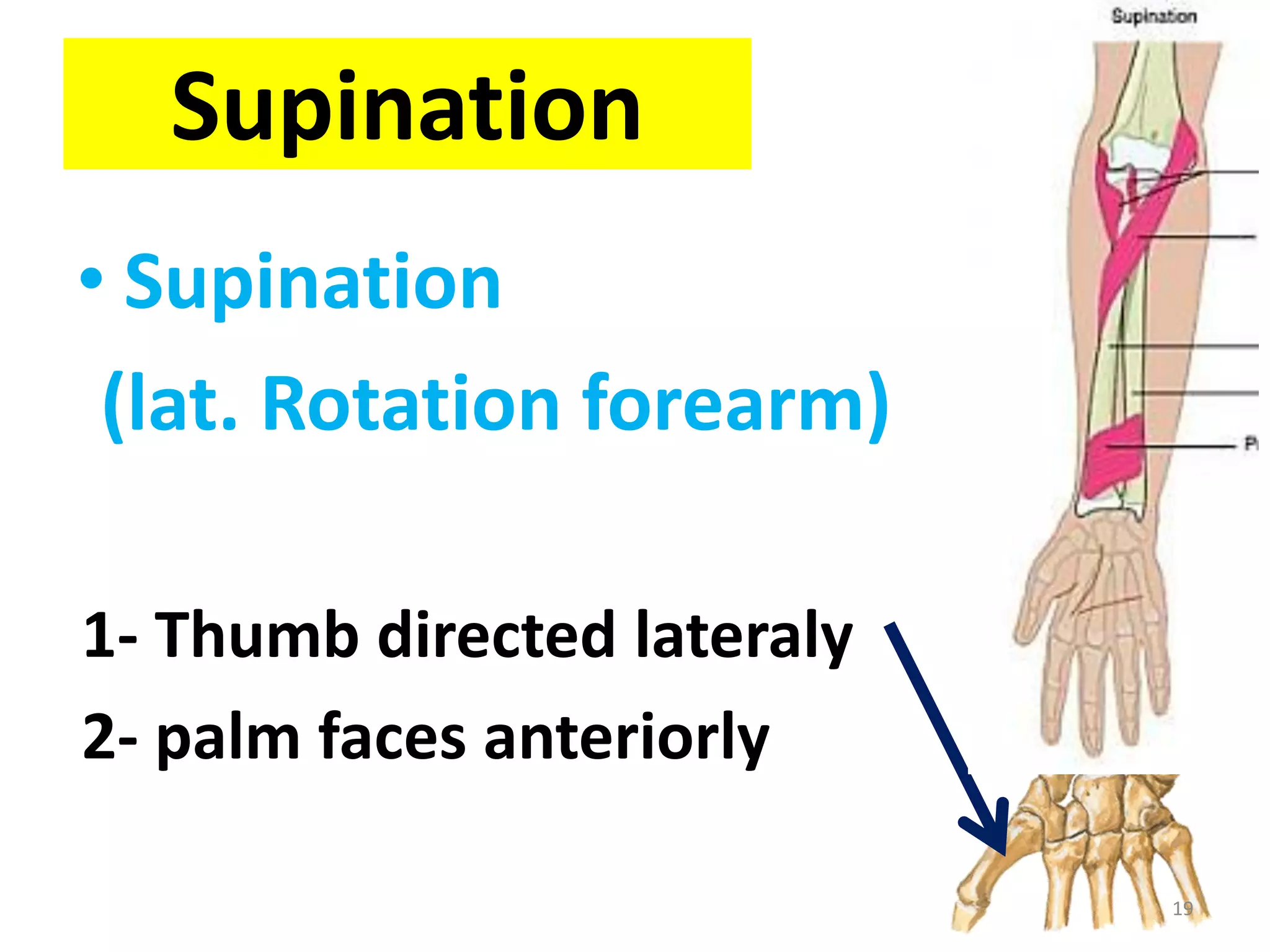 Supination
• Supination
(lat. Rotation forearm)
1- Thumb directed lateraly
2- palm faces anteriorly
19
 