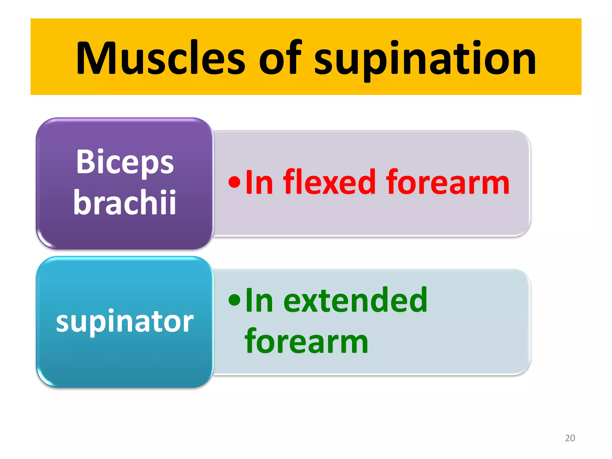 Muscles of supination
•In flexed forearm
Biceps
brachii
•In extended
forearm
supinator
20
 