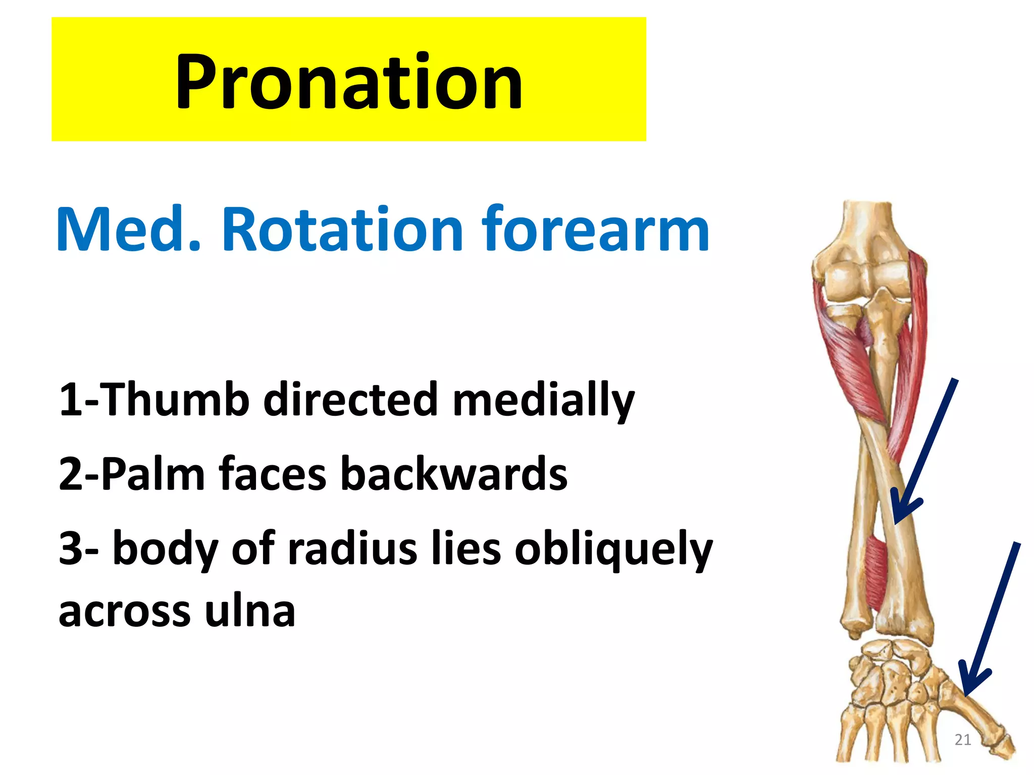 Pronation
1-Thumb directed medially
2-Palm faces backwards
3- body of radius lies obliquely
across ulna
21
Med. Rotation forearm
 