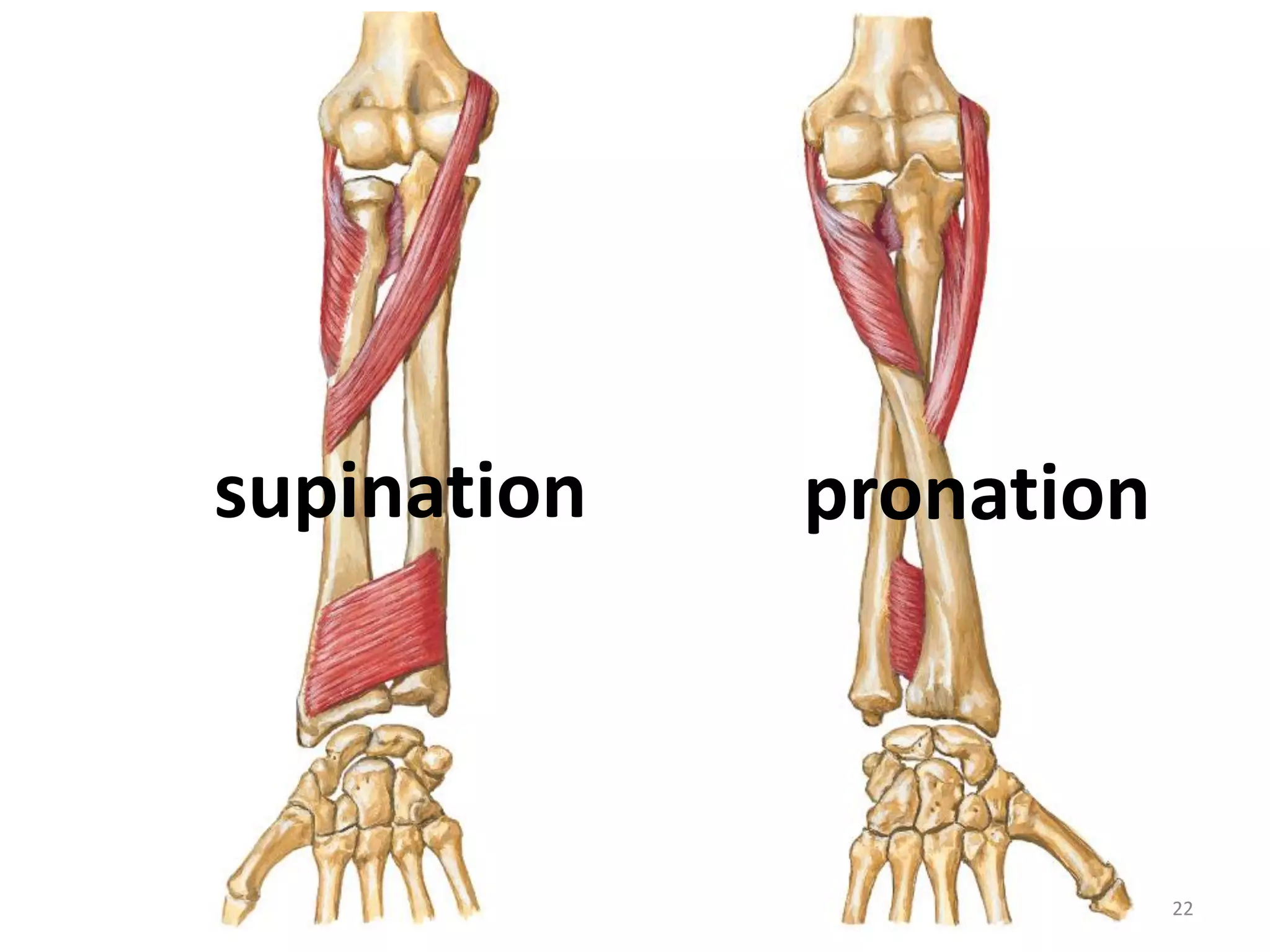 22
supination pronation
 
