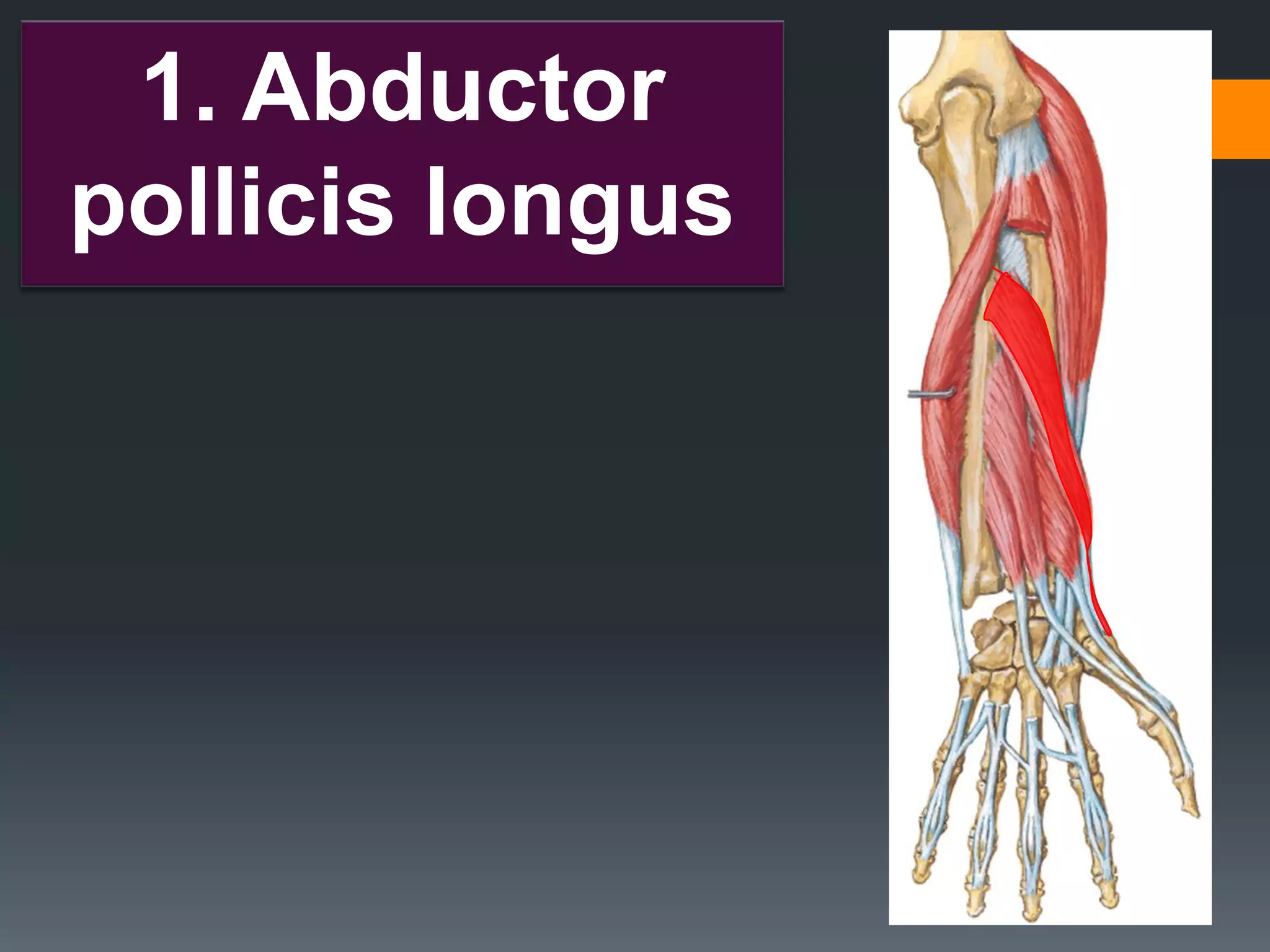 24
1. Abductor
pollicis longus
 