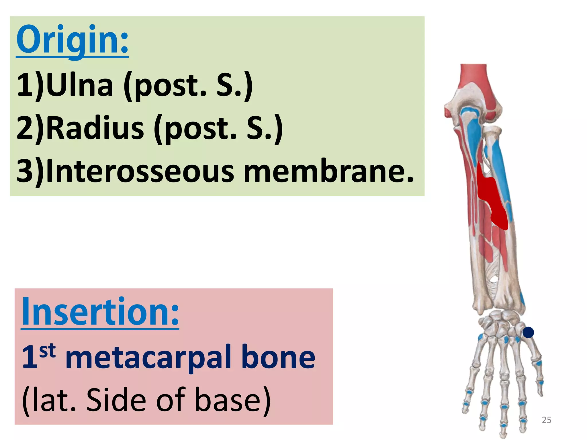 25
1)Ulna (post. S.)
2)Radius (post. S.)
3)Interosseous membrane.
1st metacarpal bone
(lat. Side of base)
 