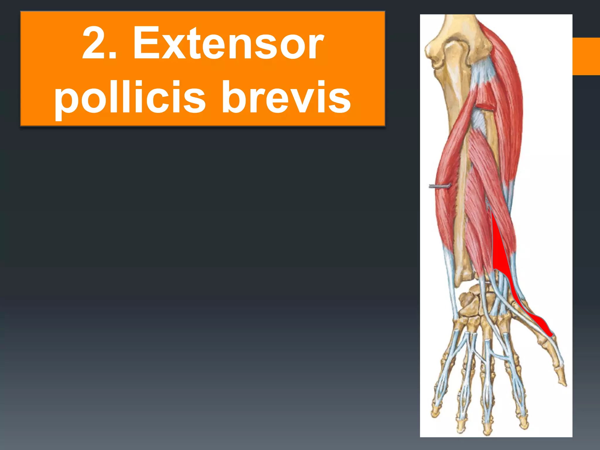 27
2. Extensor
pollicis brevis
 