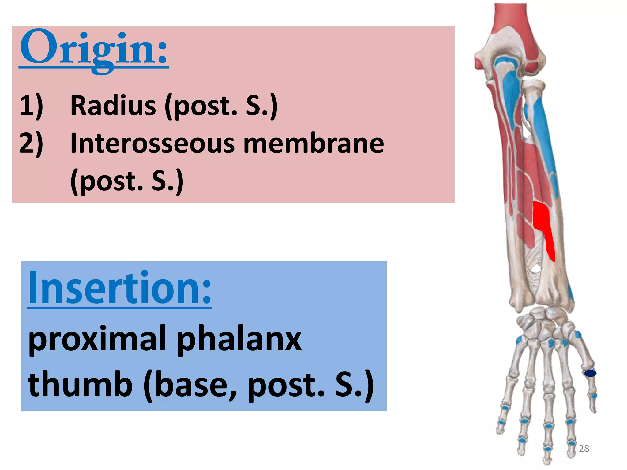 28
1) Radius (post. S.)
2) Interosseous membrane
(post. S.)
proximal phalanx
thumb (base, post. S.)
 