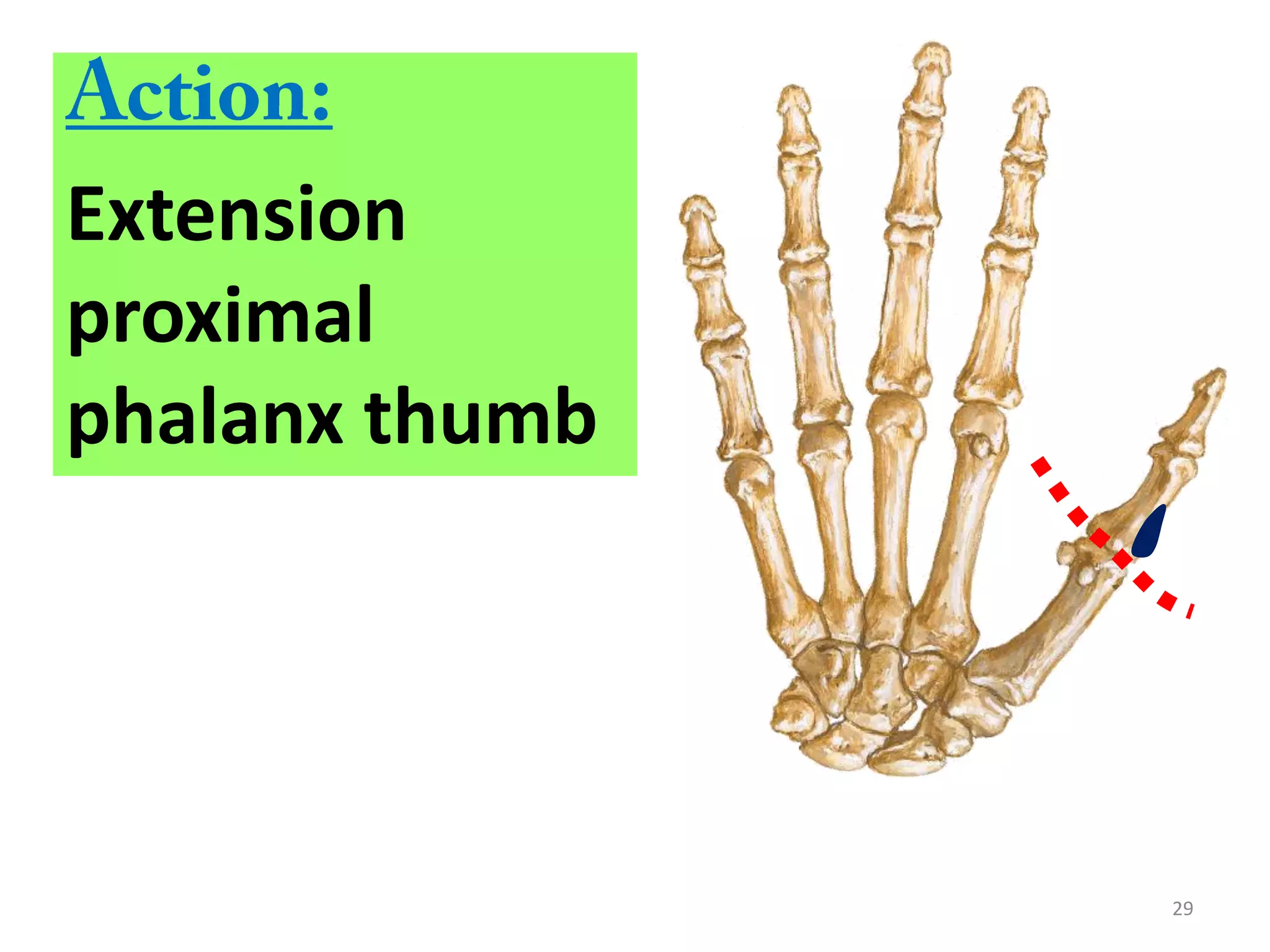 29
Extension
proximal
phalanx thumb
 