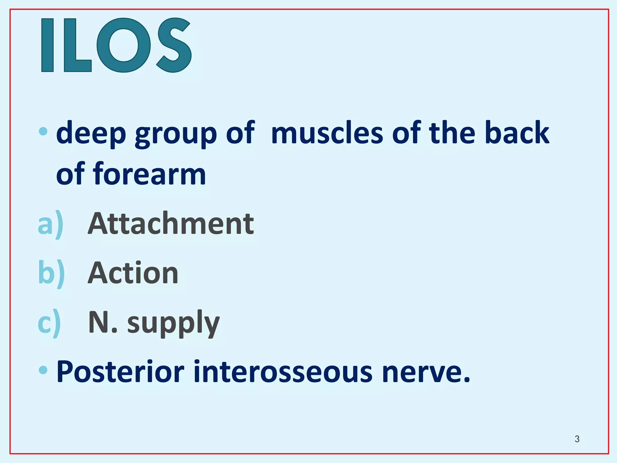 • deep group of muscles of the back
of forearm
a) Attachment
b) Action
c) N. supply
• Posterior interosseous nerve.
3
 
