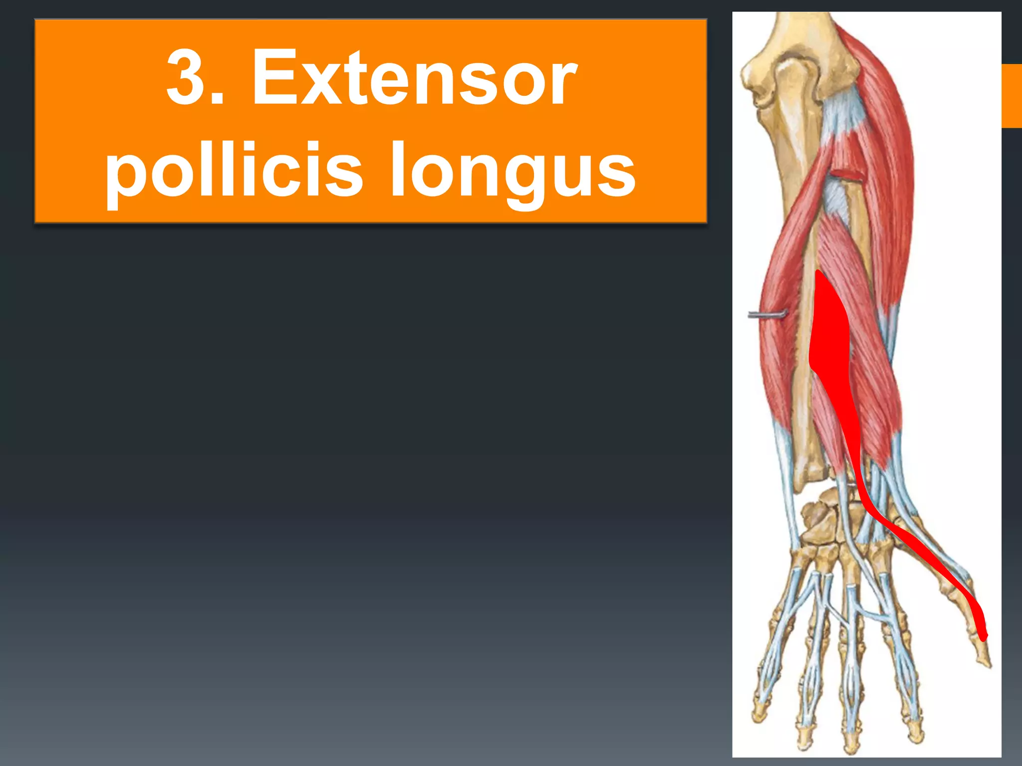 30
3. Extensor
pollicis longus
 