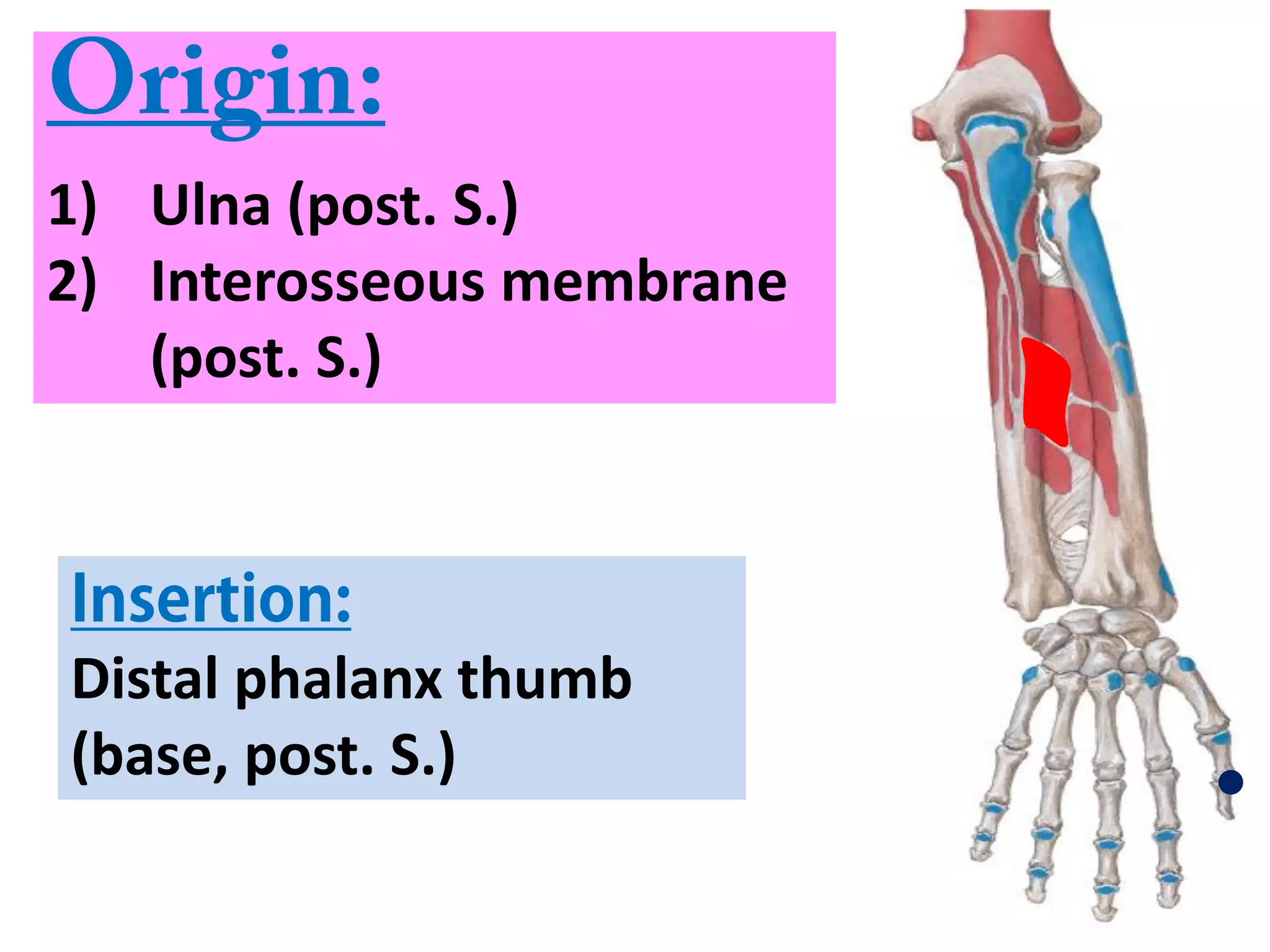 31
1) Ulna (post. S.)
2) Interosseous membrane
(post. S.)
Distal phalanx thumb
(base, post. S.)
 