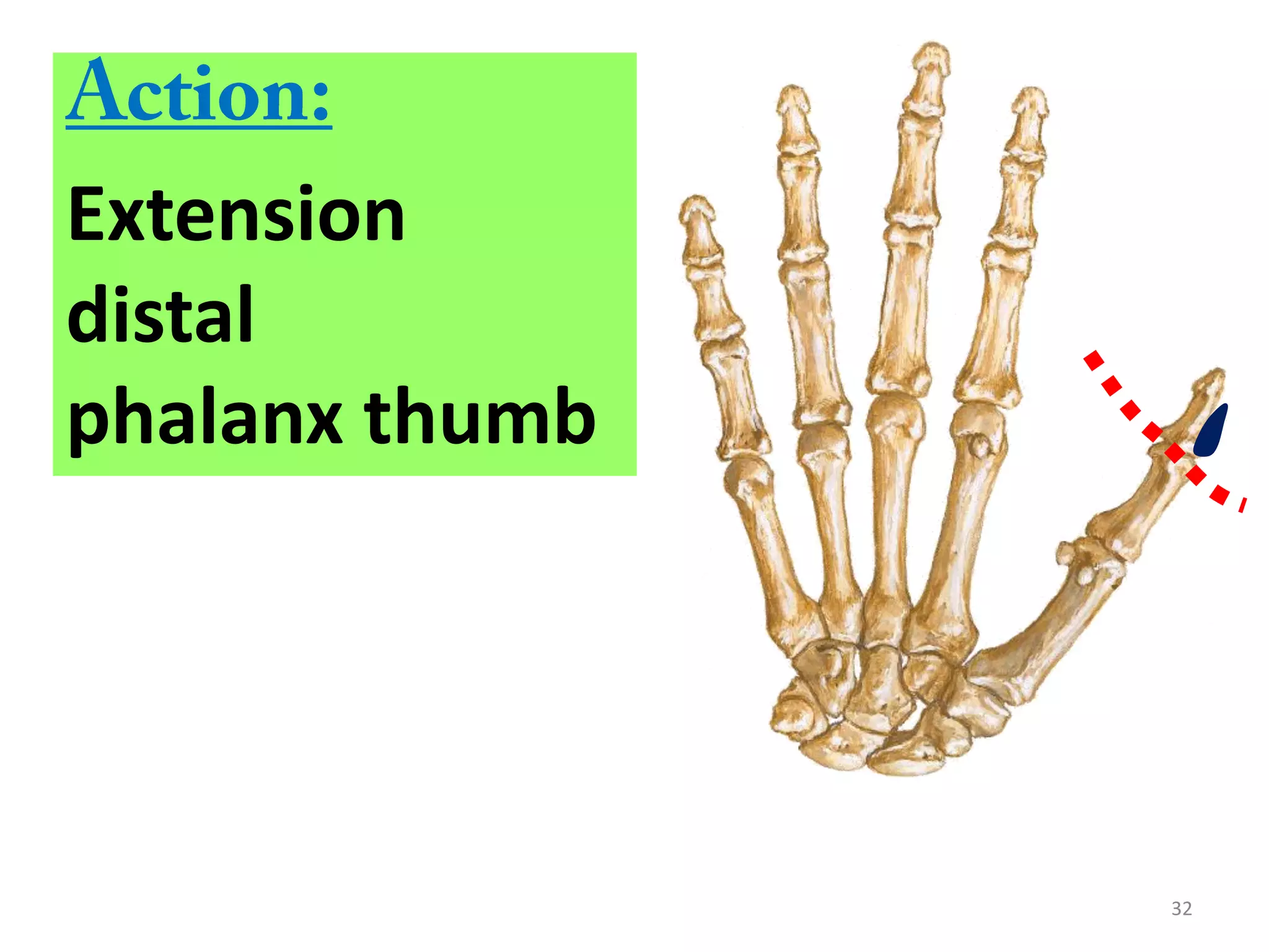 32
Extension
distal
phalanx thumb
 