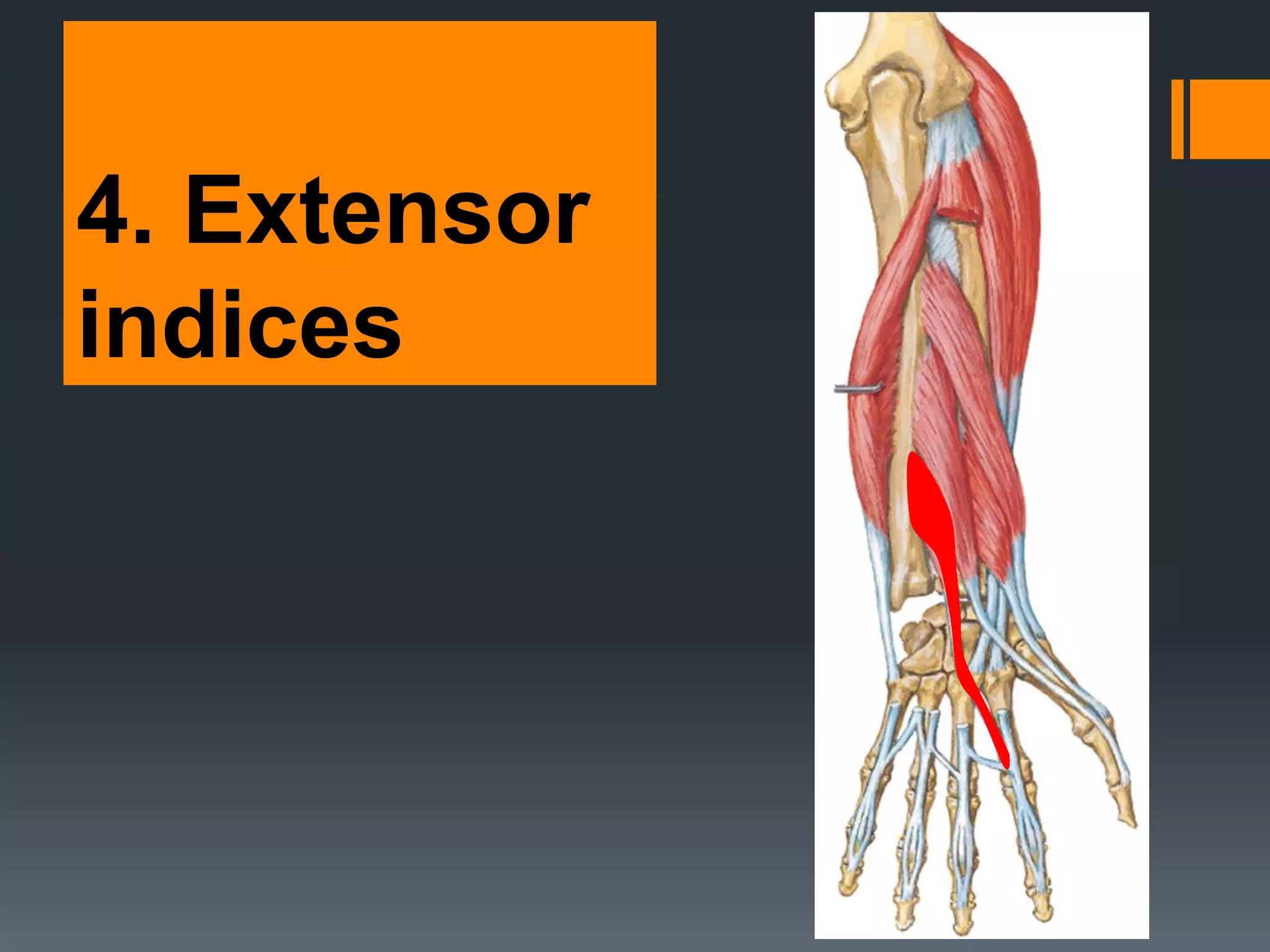 4. Extensor
indices
33
 