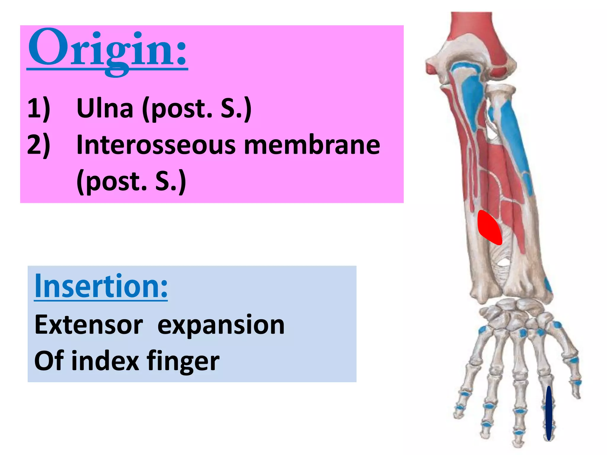 34
1) Ulna (post. S.)
2) Interosseous membrane
(post. S.)
Extensor expansion
Of index finger
 