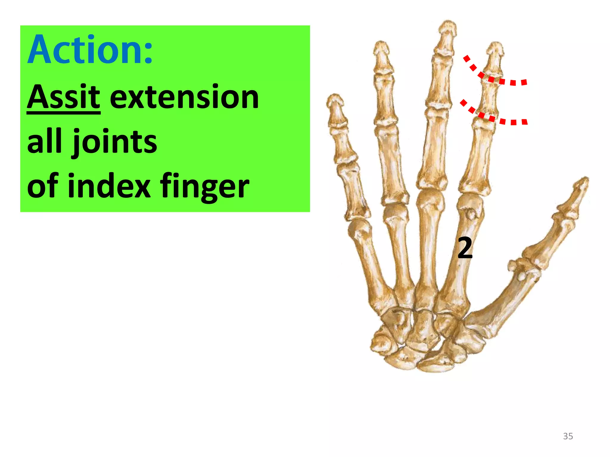 35
Assit extension
all joints
of index finger
2
 
