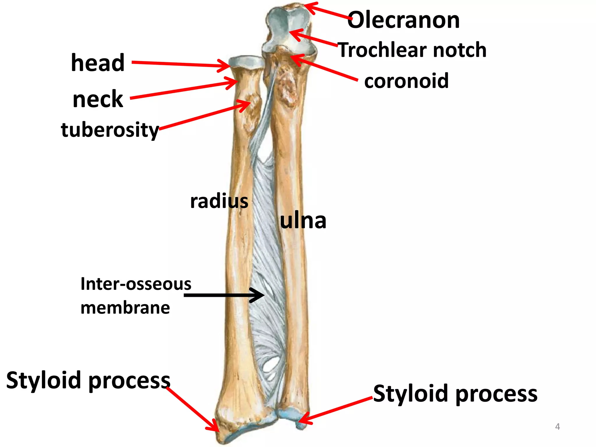 4
radius
ulna
Inter-osseous
membrane
Olecranon
coronoid
Trochlear notch
Styloid process
head
neck
tuberosity
Styloid process
 