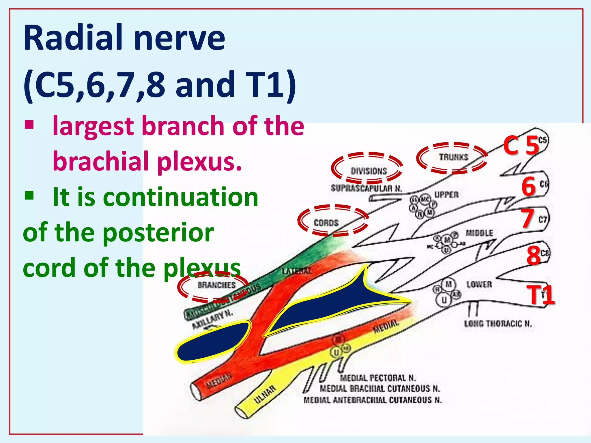 40
Radial nerve
(C5,6,7,8 and T1)
 largest branch of the
brachial plexus.
 It is continuation
of the posterior
cord of the plexus
C 5
6
7
8
T1
 